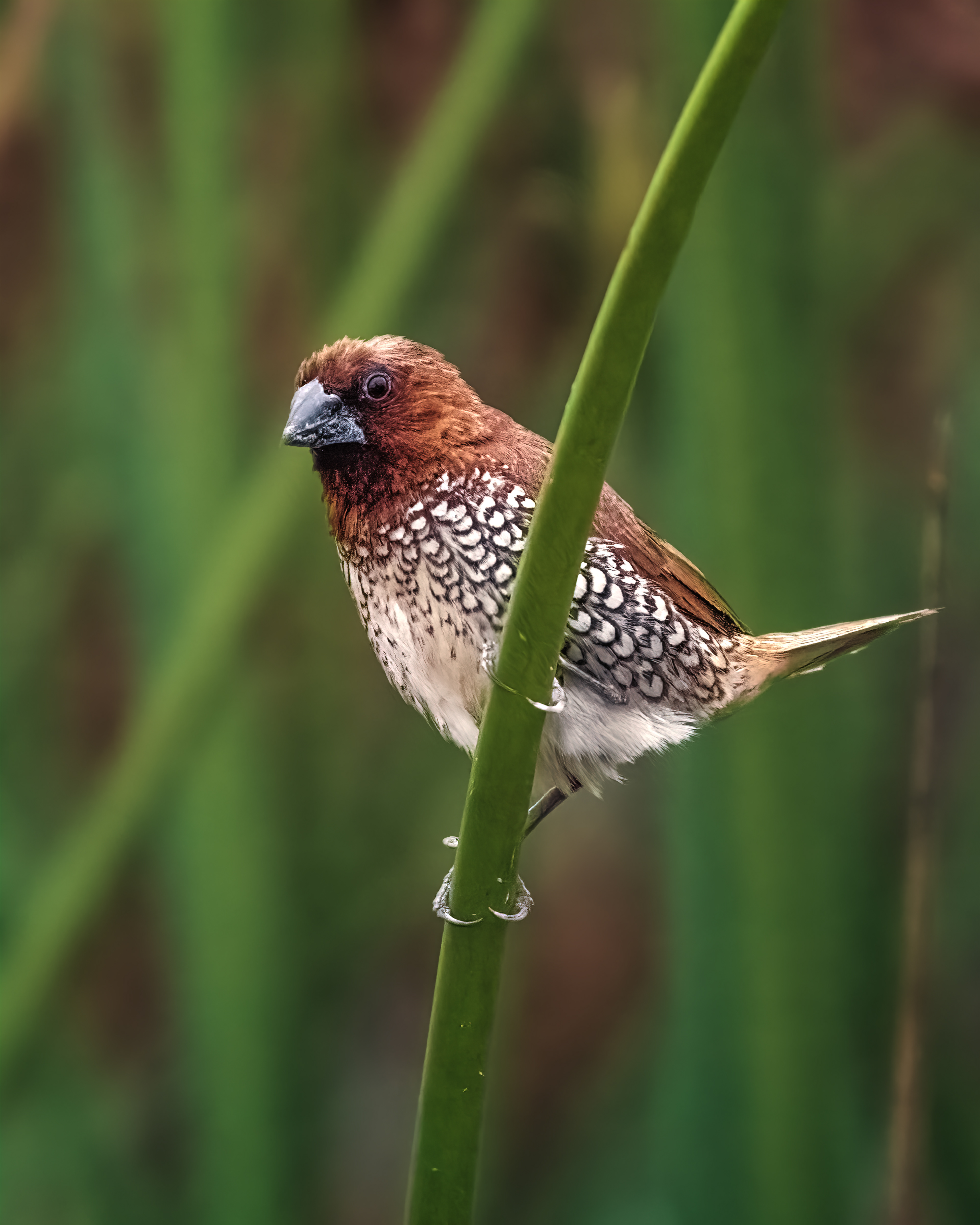 Scaly-breasted Munia | Lonchura punctulata