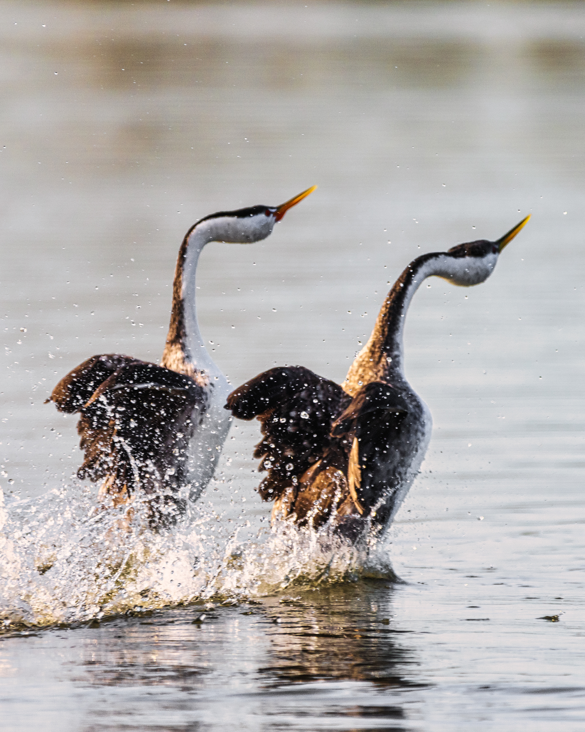 Clark's Grebe | Aechmophorus clarkii