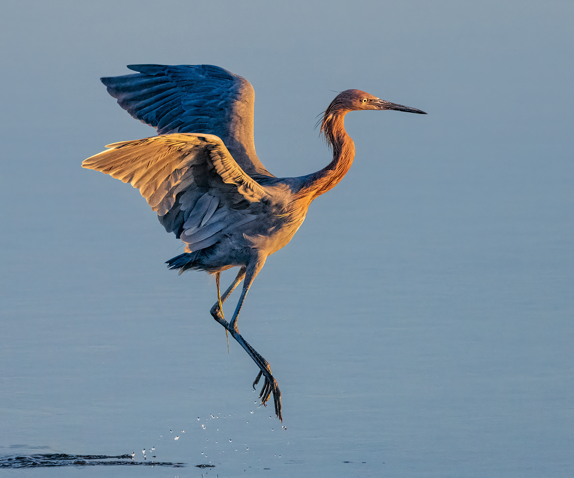 Reddish Egret | Egretta rufescens