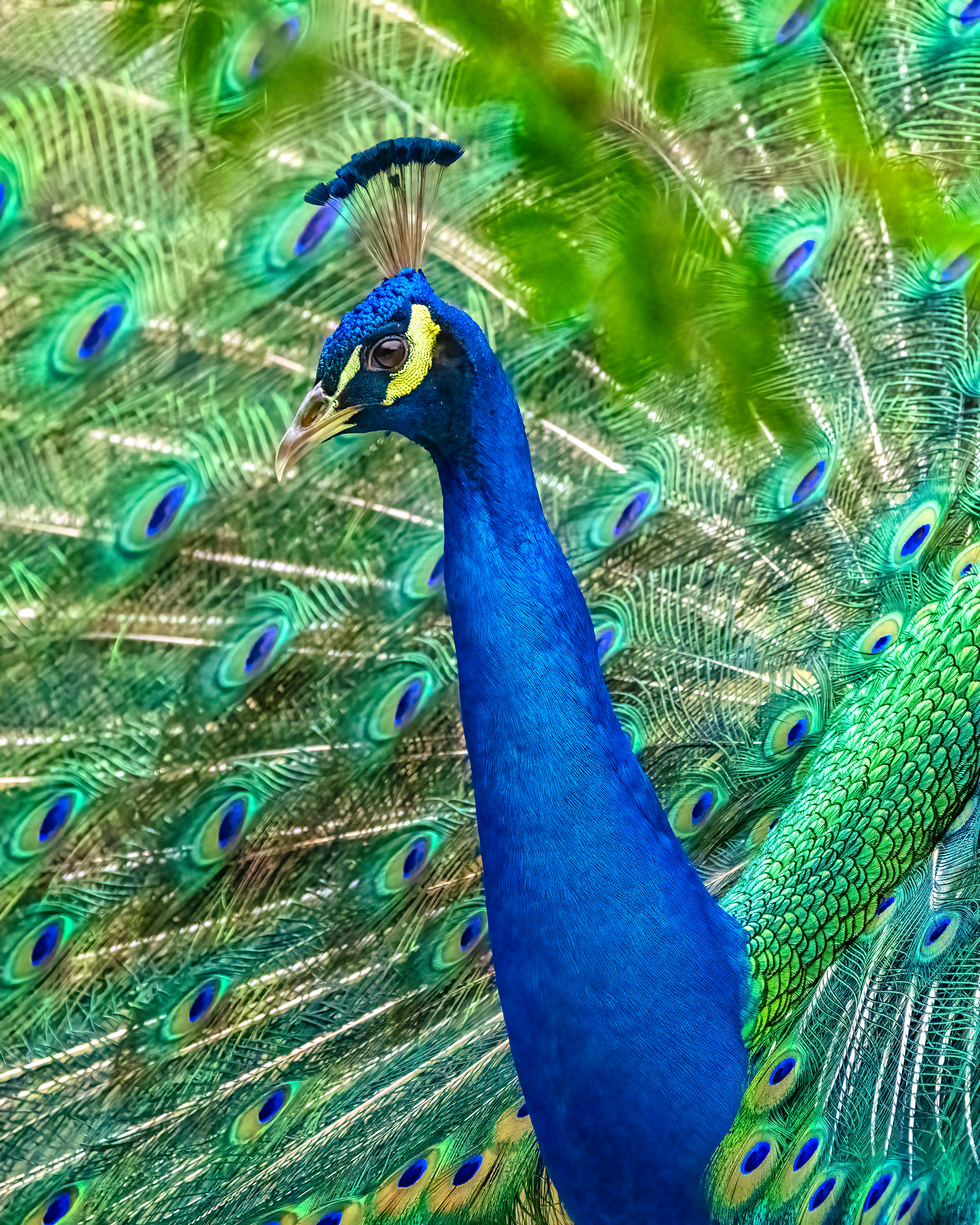 Indian Peafowl | Pavo cristatus