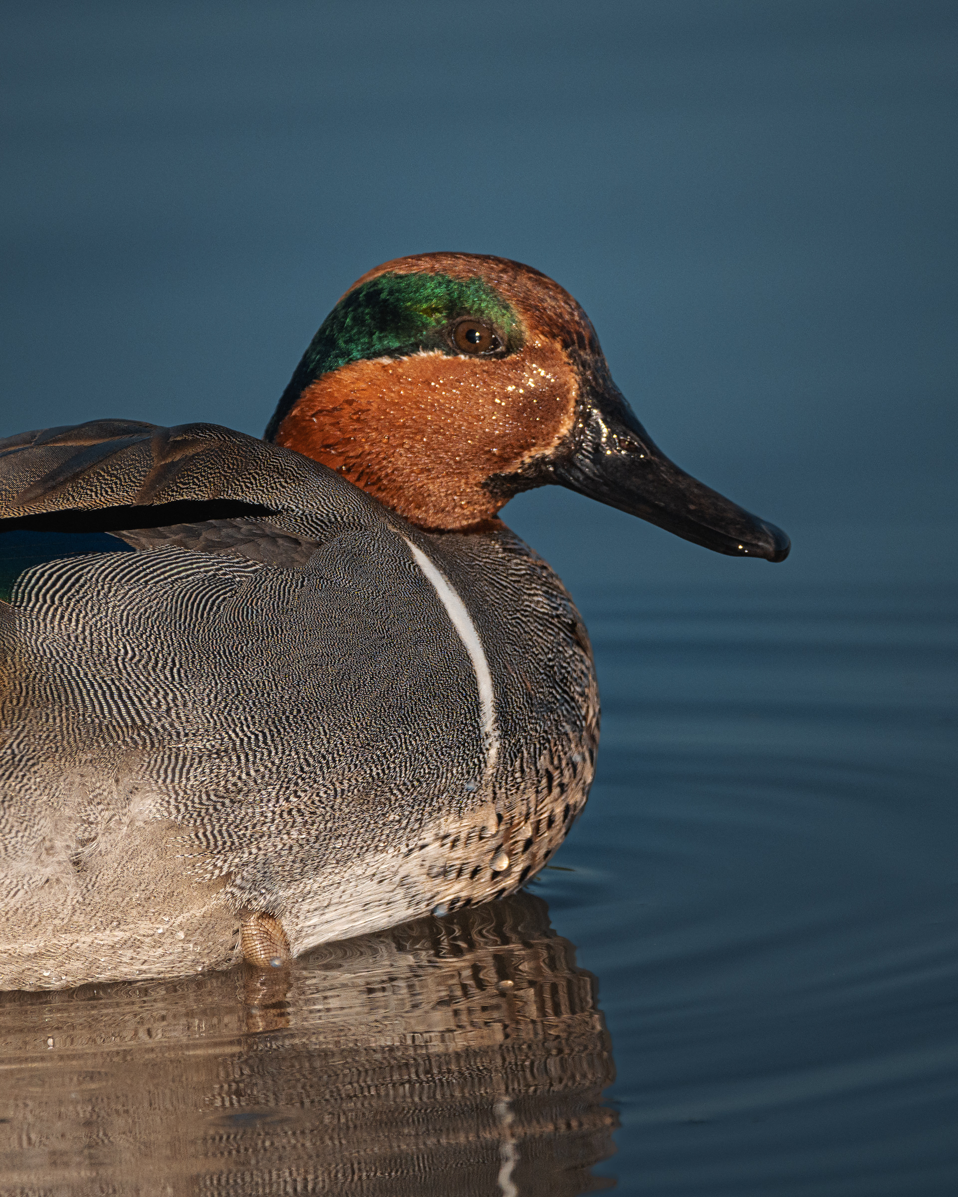 Green-winged Teal | Anas crecca