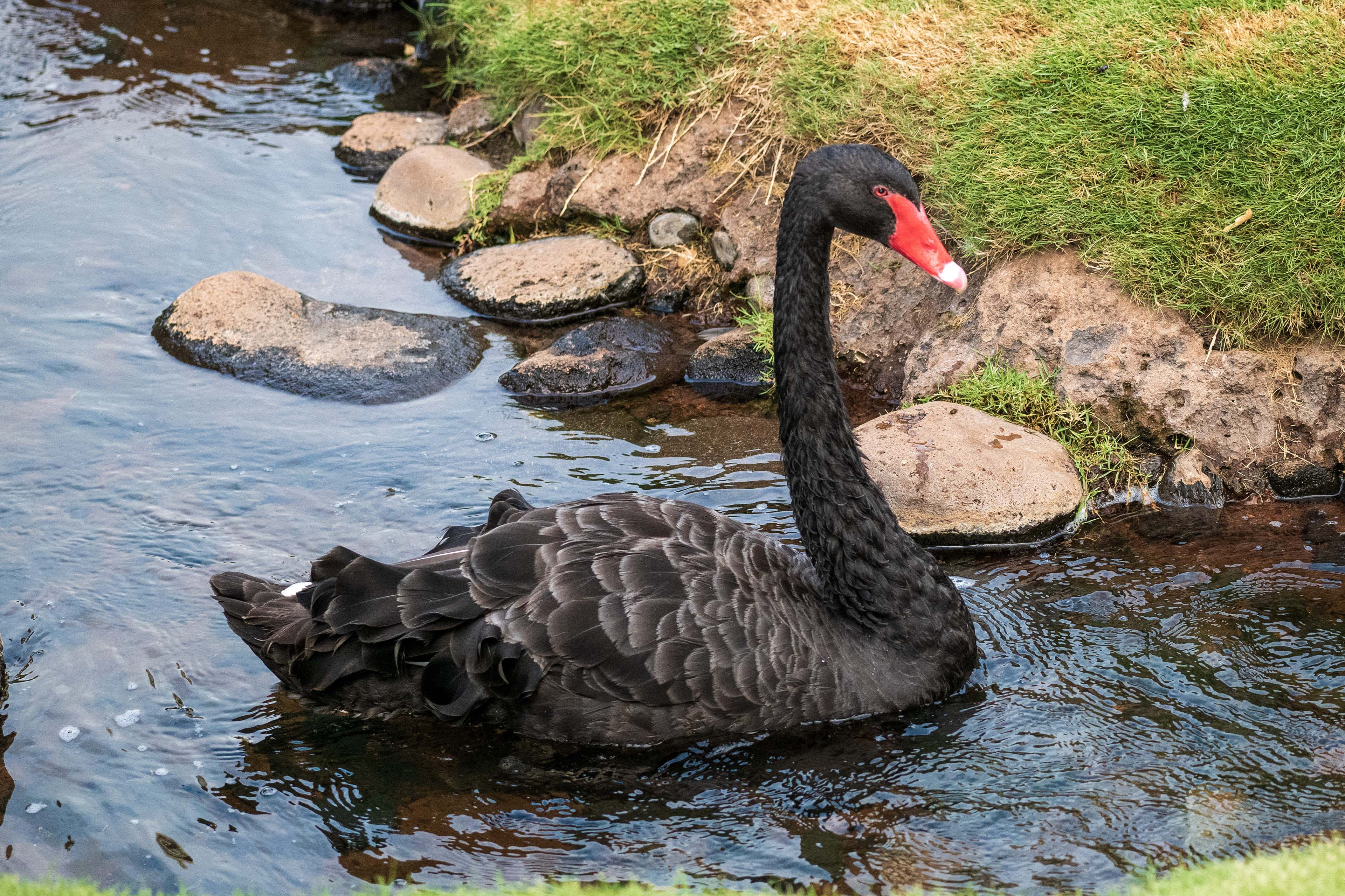 Black Swan | Cygnus atratus