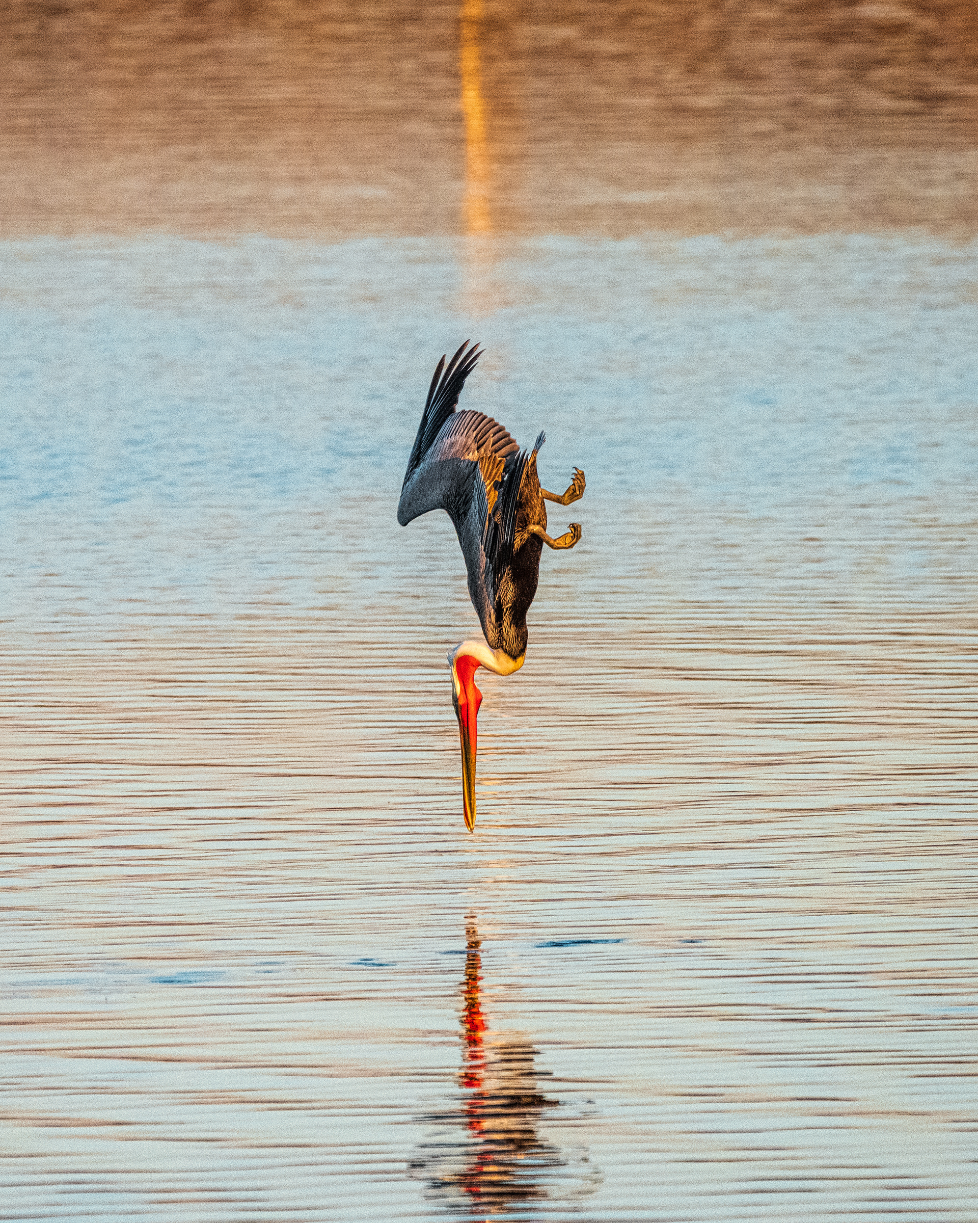Brown Pelican | Pelecanus occidentalis