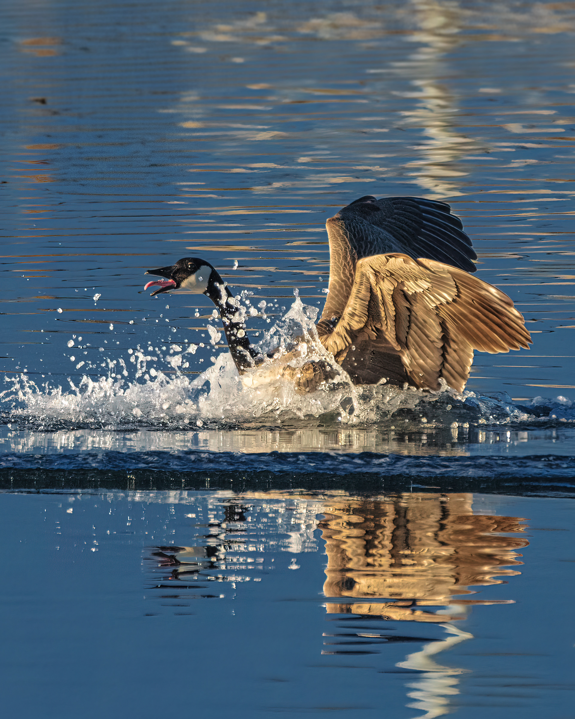 Canada Goose | Branta canadensis