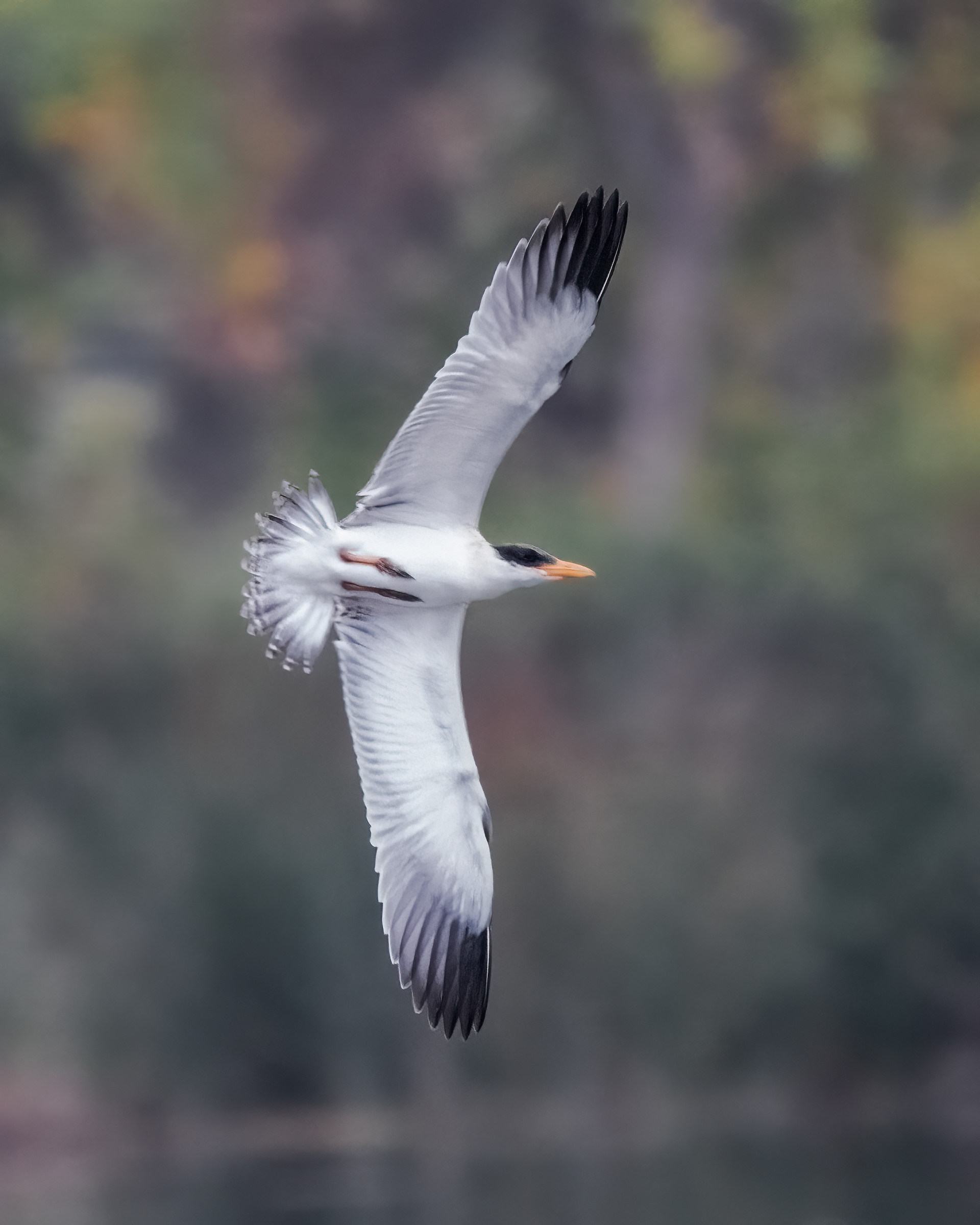 Caspian Tern | Hydroprogne caspia