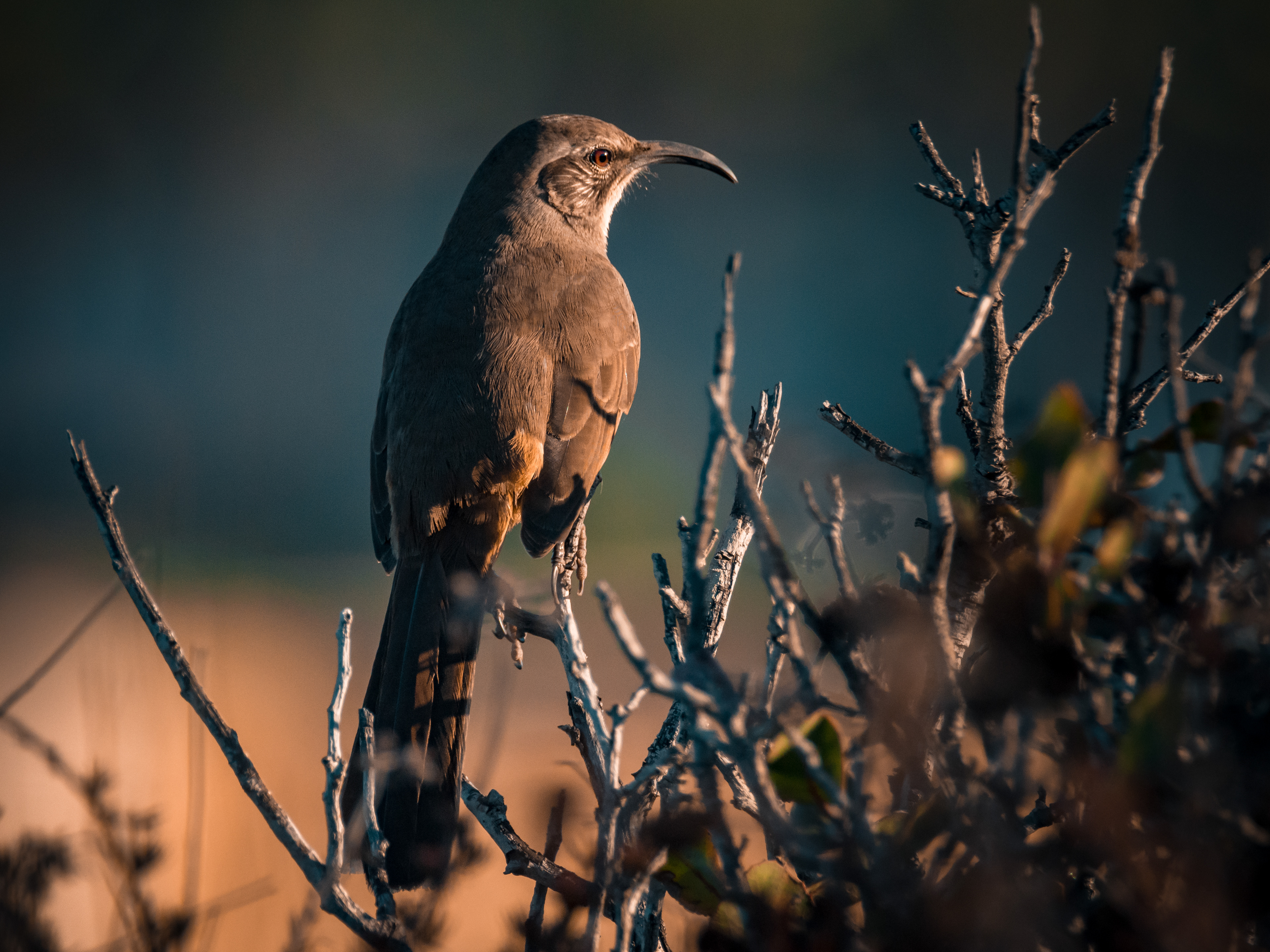 California Thrasher | Toxostoma redivivum