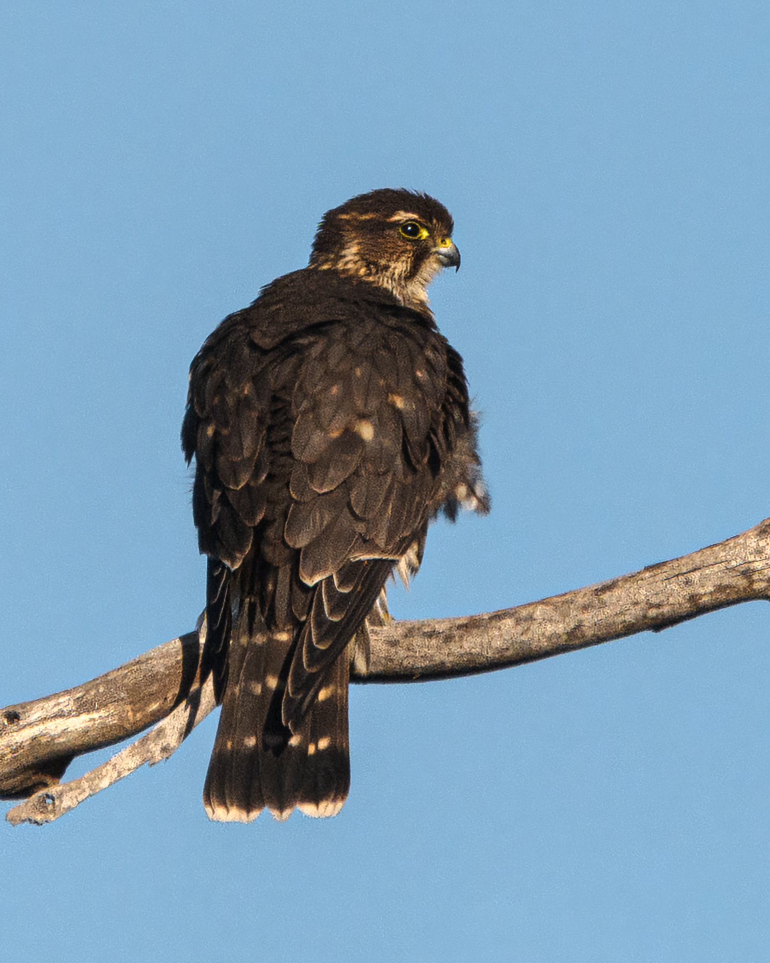 Merlin | Falco columbarius
