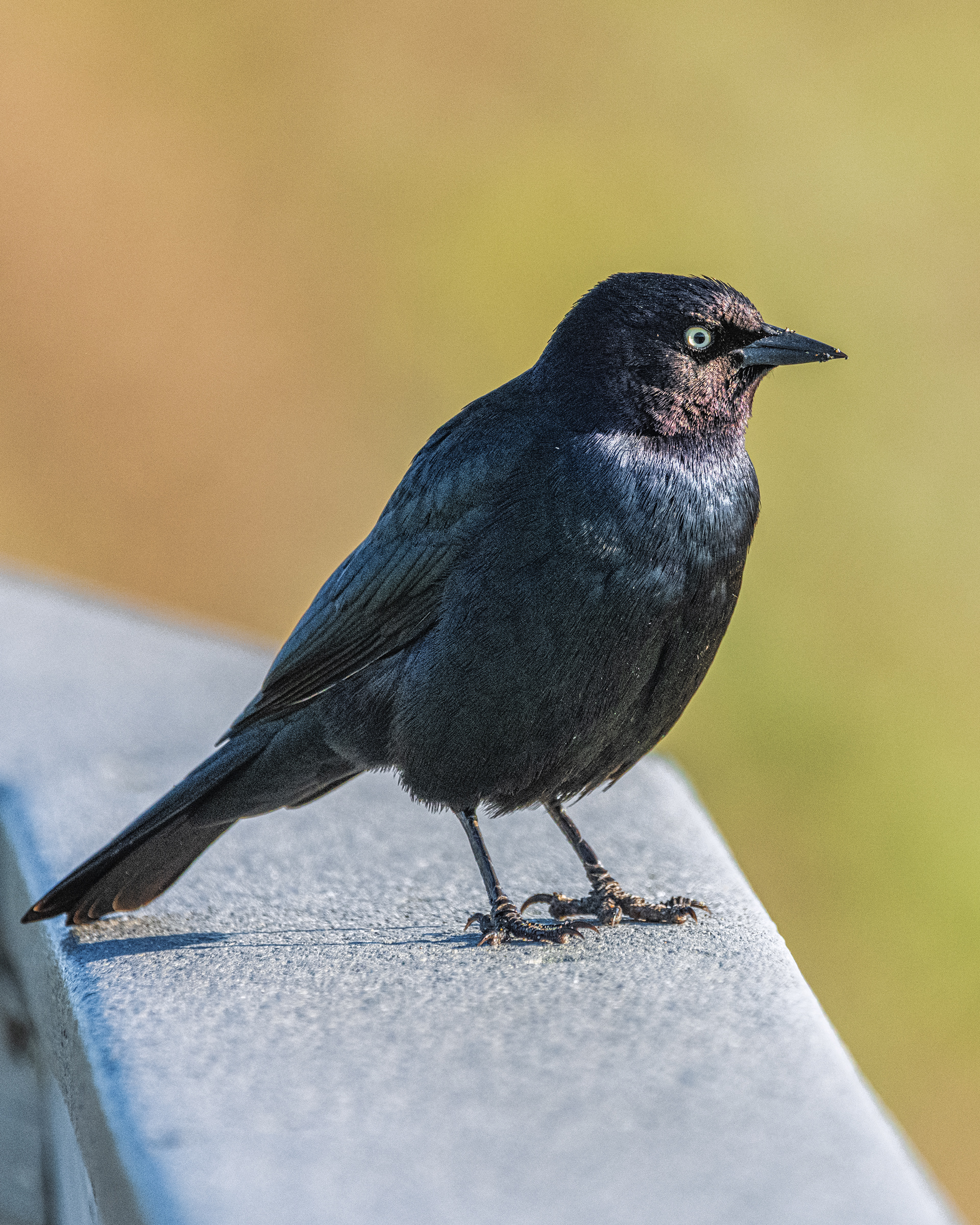 Brewer's Blackbird | Euphagus cyanocephalus