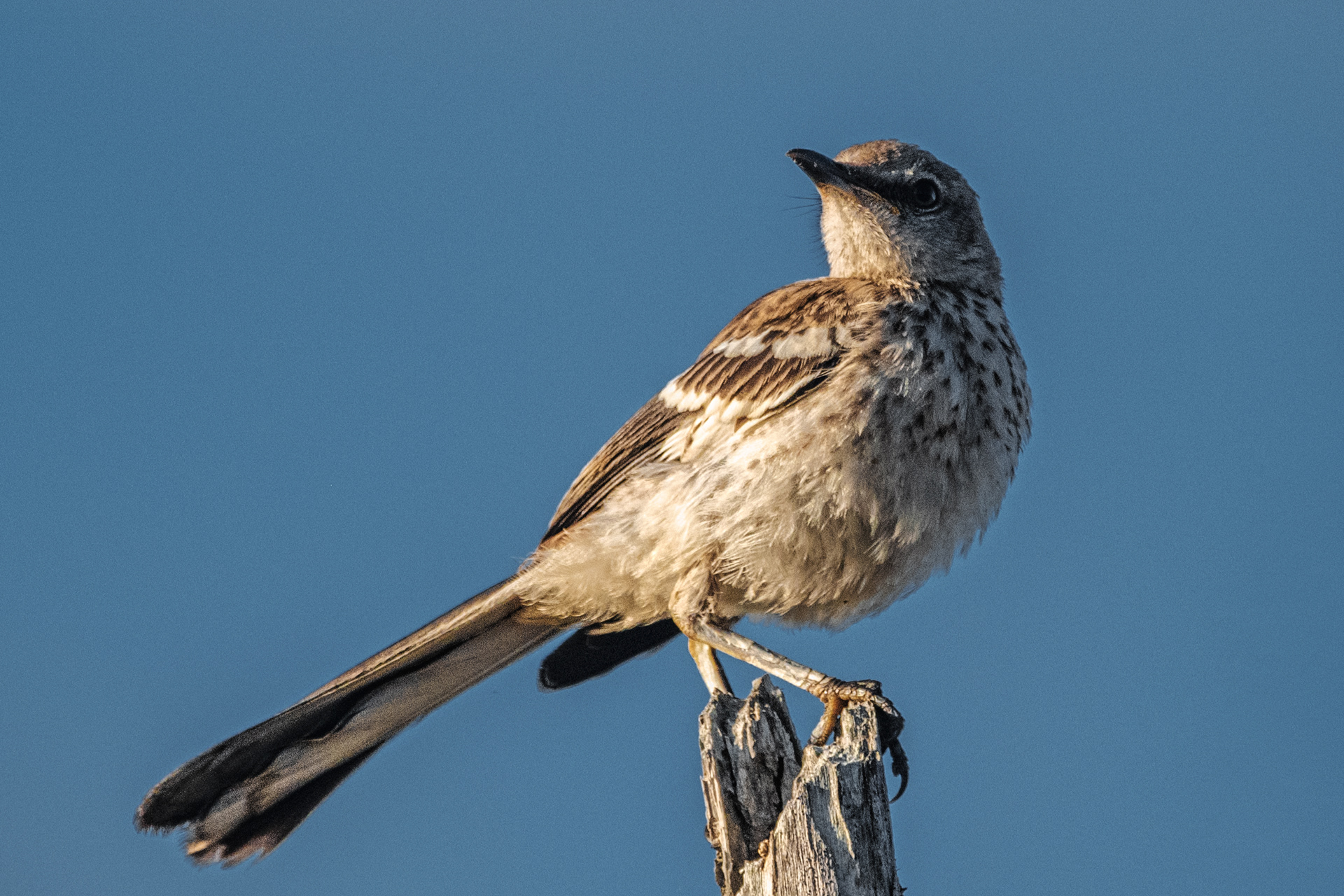 Northern Mocking Bird | Mimus polyglottos