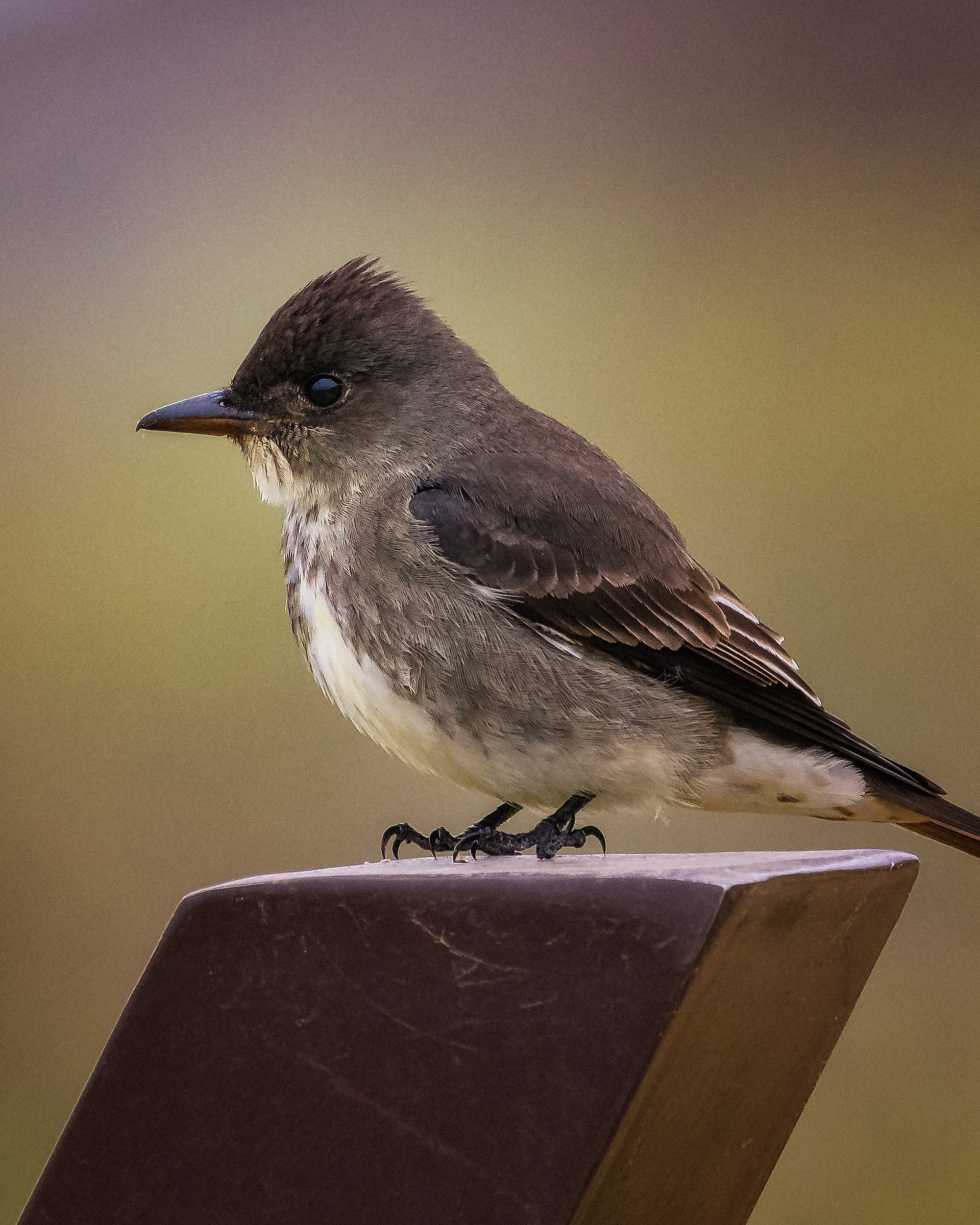 Olive-sided Flycatcher | Contopus cooperi