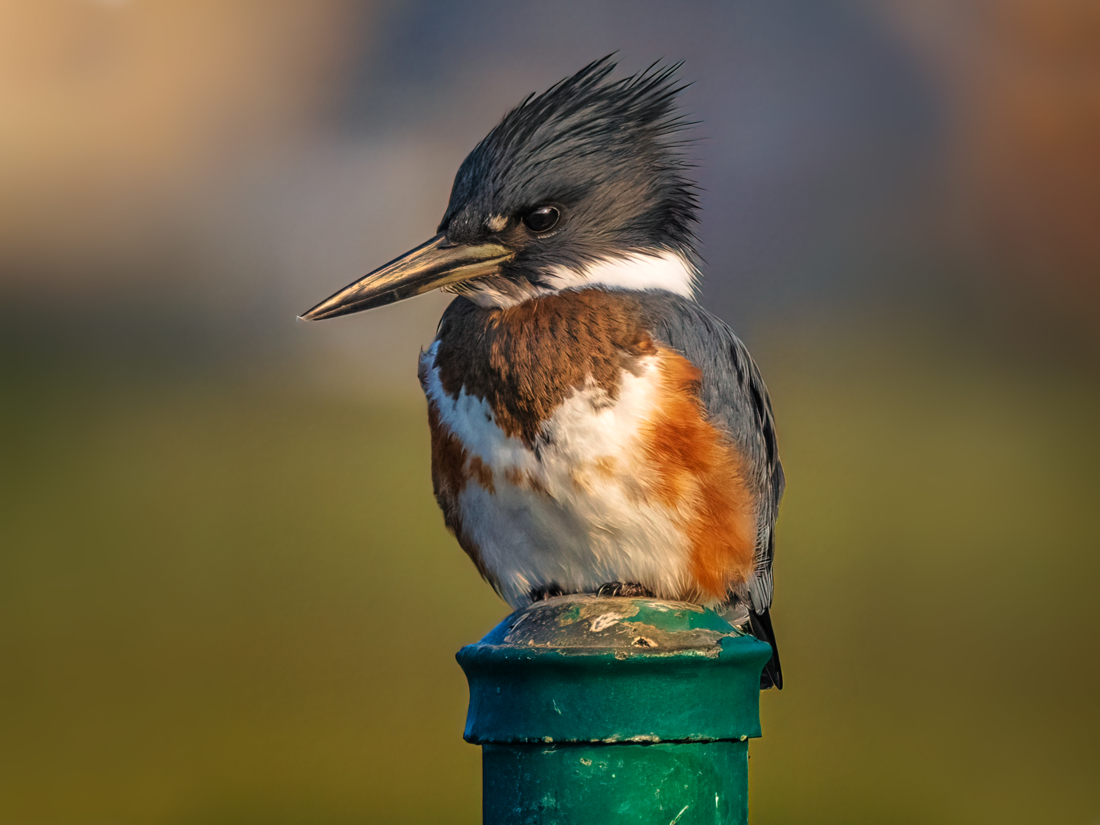 "Kingfisher" Bolsa Chica Conservancy Calendar December 2022