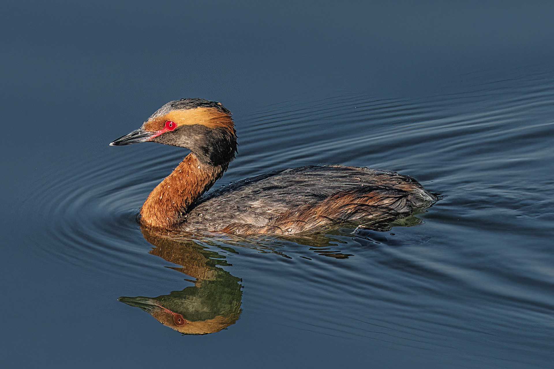 Eared Grebe | Podiceps nigricollis