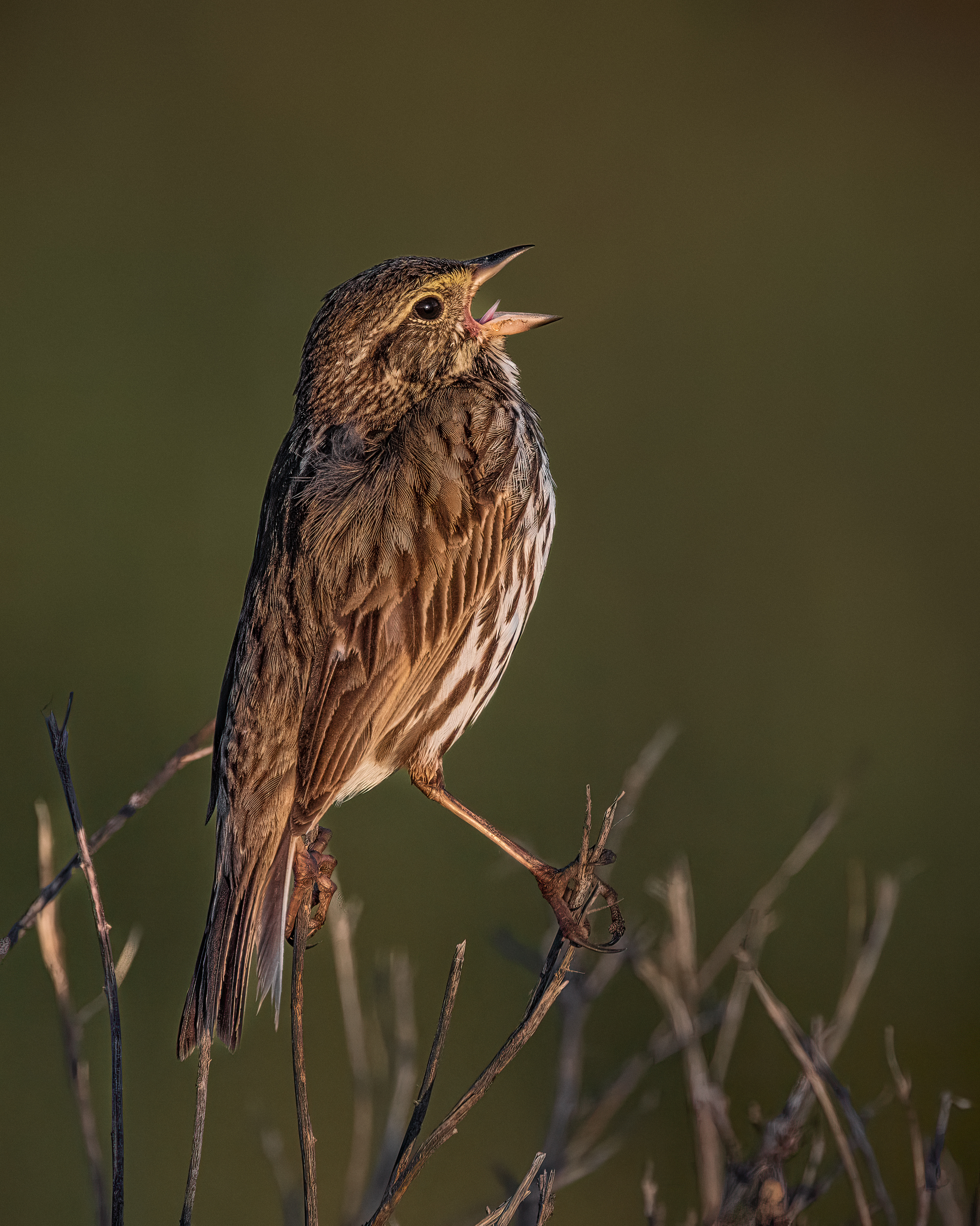 Savannah Sparrow | Passerculus sandwichensis
