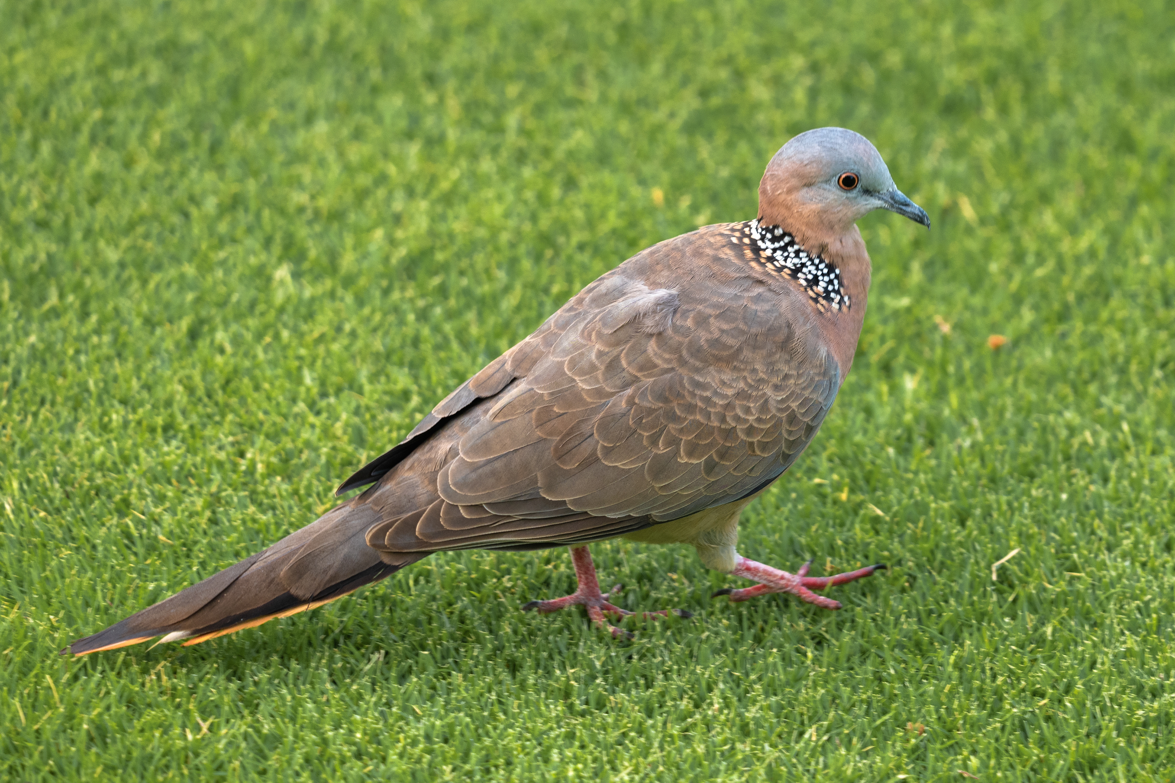 Spotted Dove | Spilopelia chinensis
