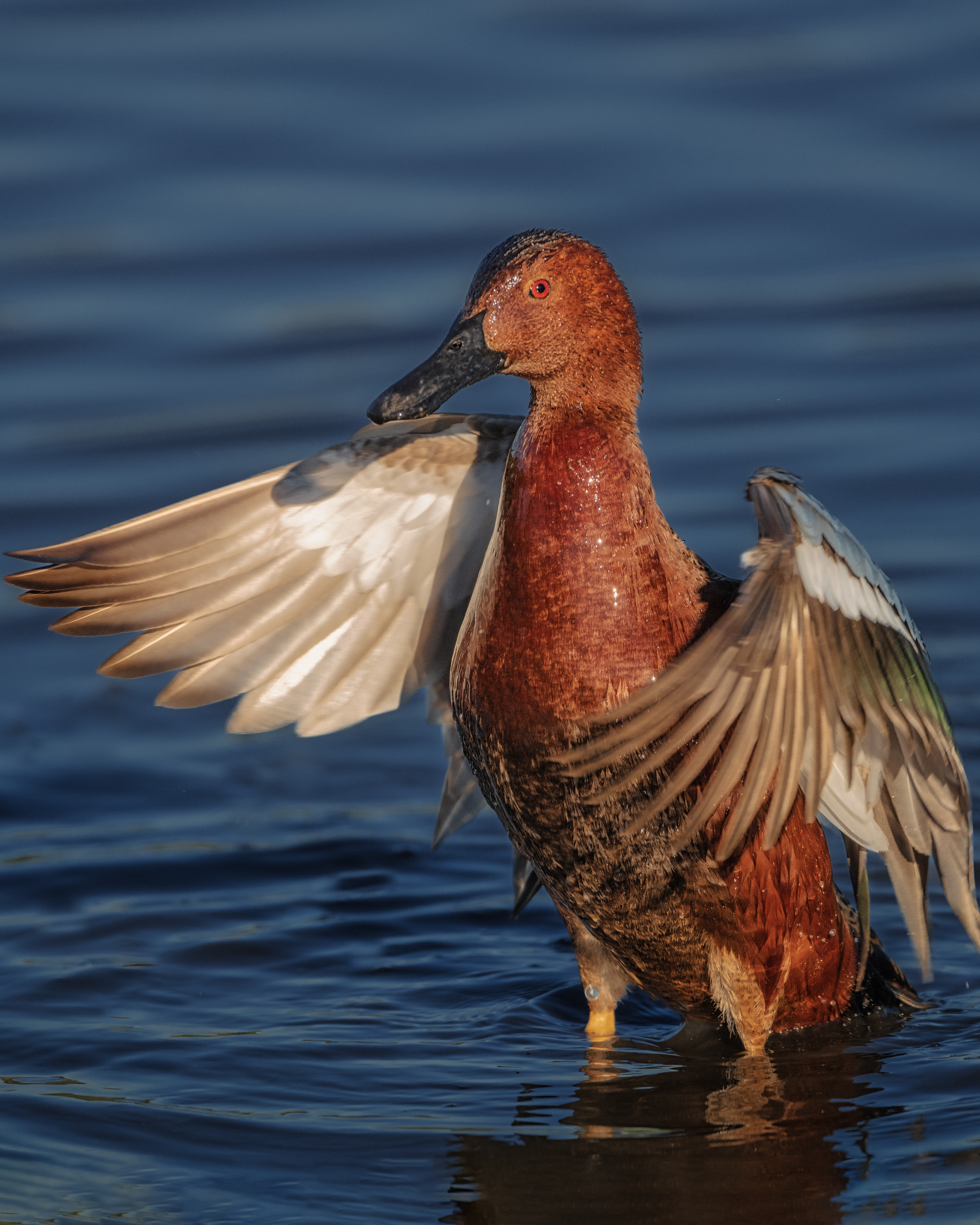 Cinnamon Teal | Spatula cyanoptera