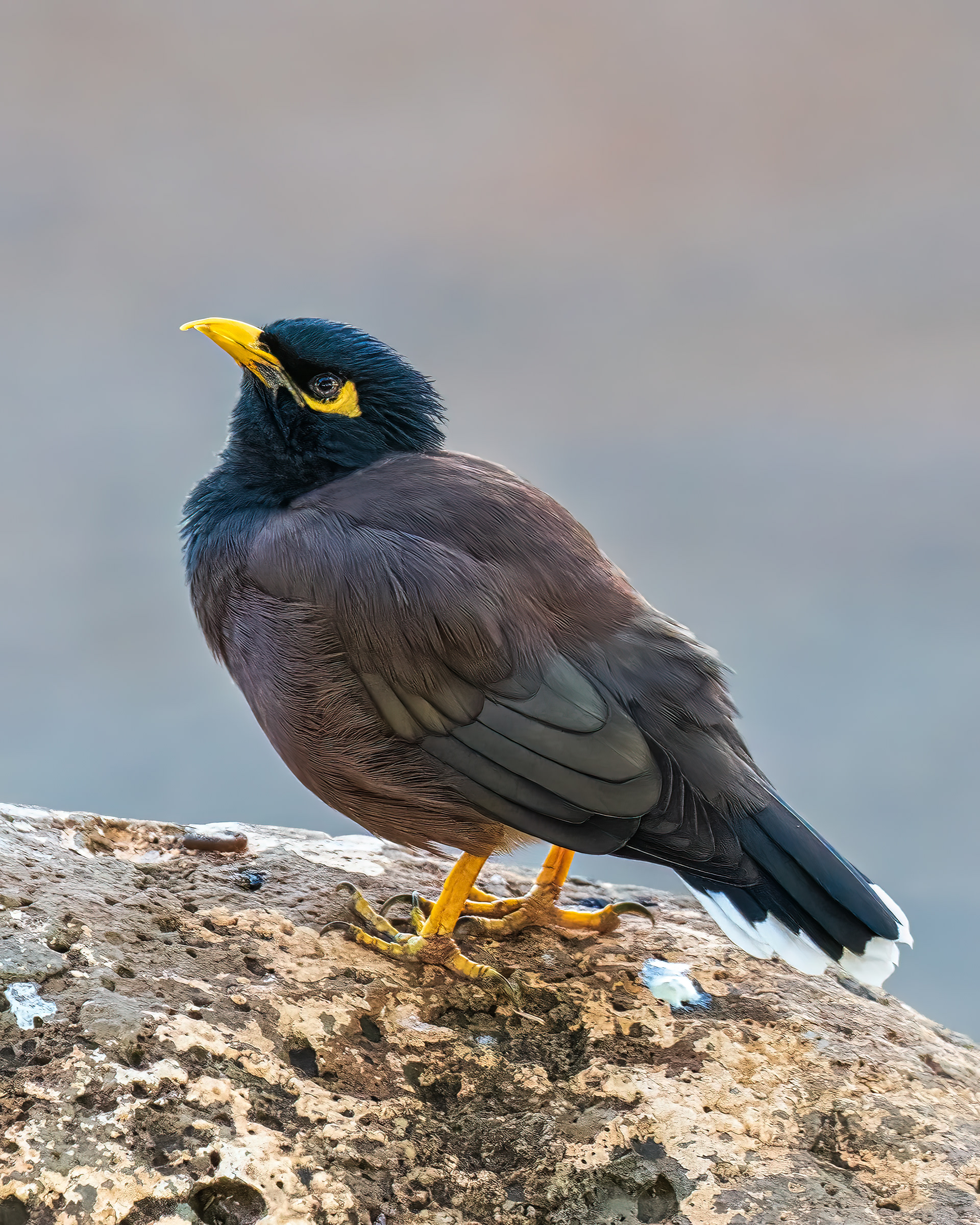 Common Myna | Acridotheres tristis