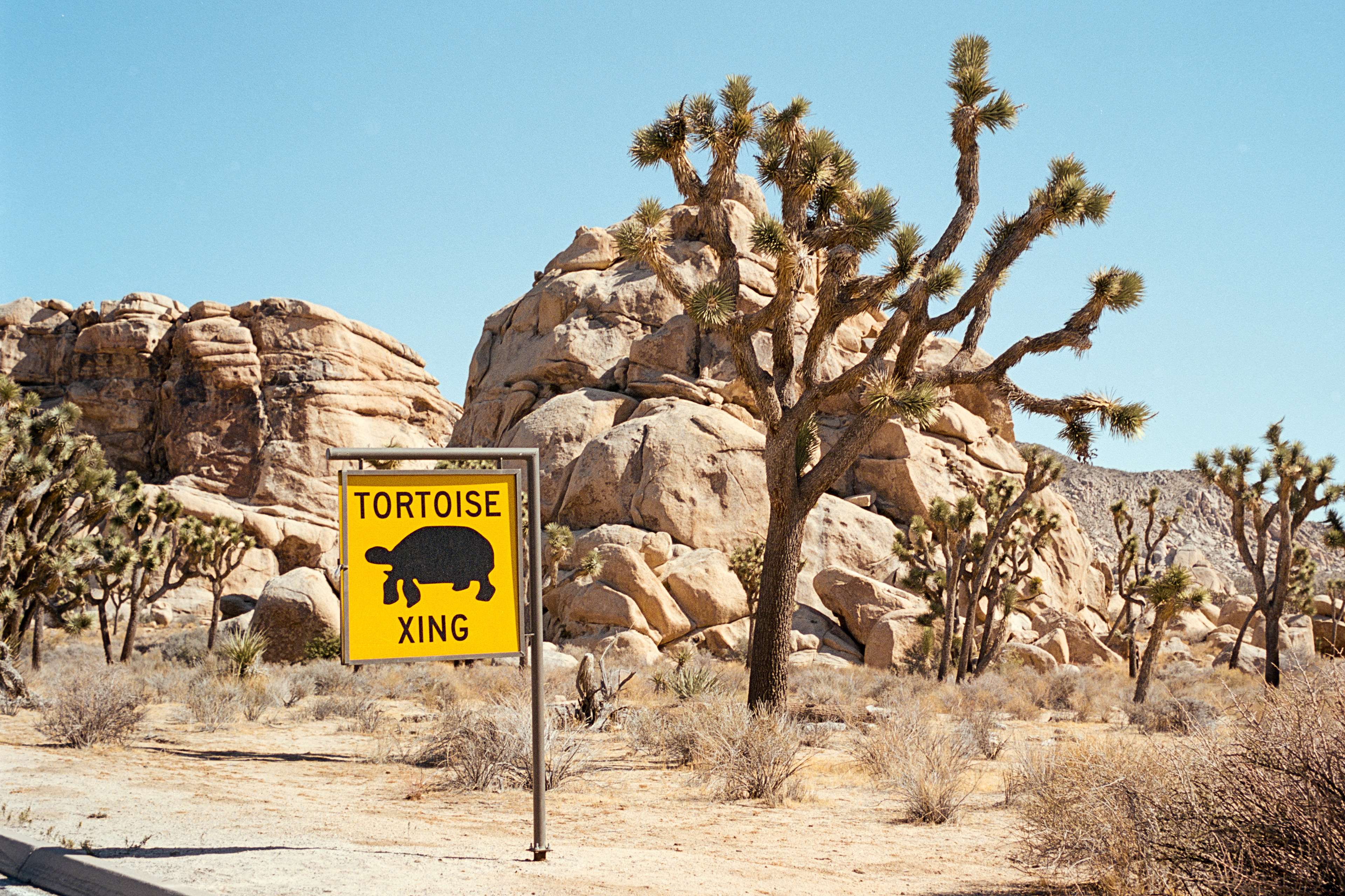 Joshua Tree National Park, California - Nikon FM | 50mm | F8 | 1/250 | Flic Film Elektra 100 (Kodak Aerocolor IV)