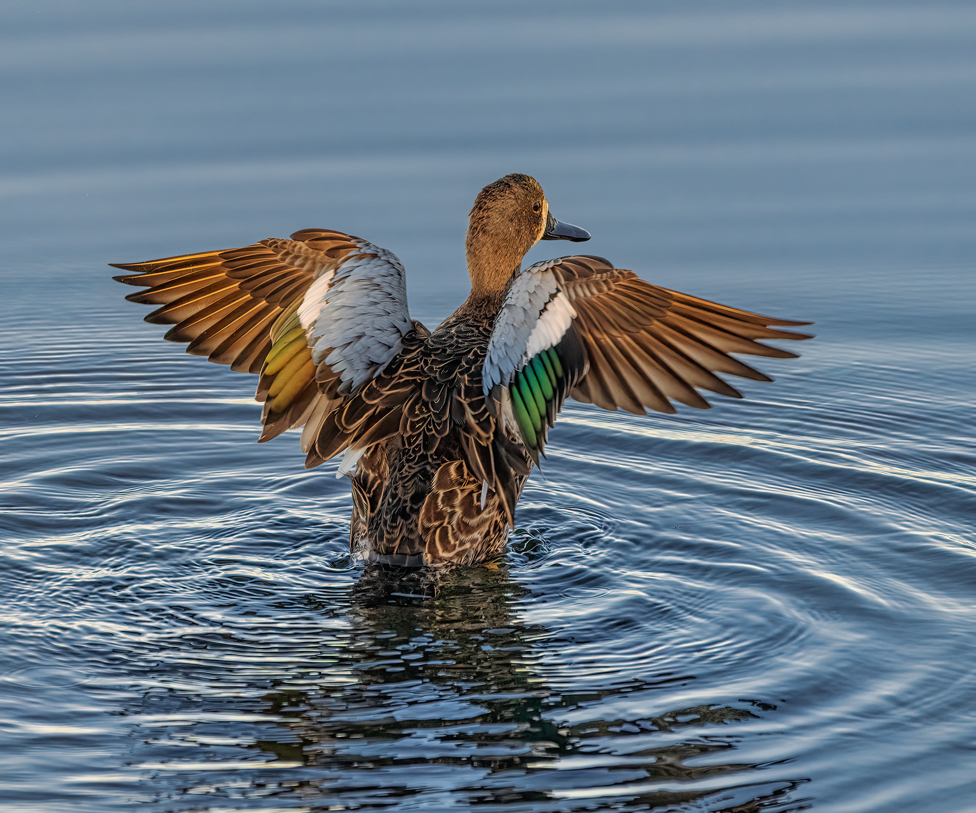 Blue Winged Teal | Spatula discors