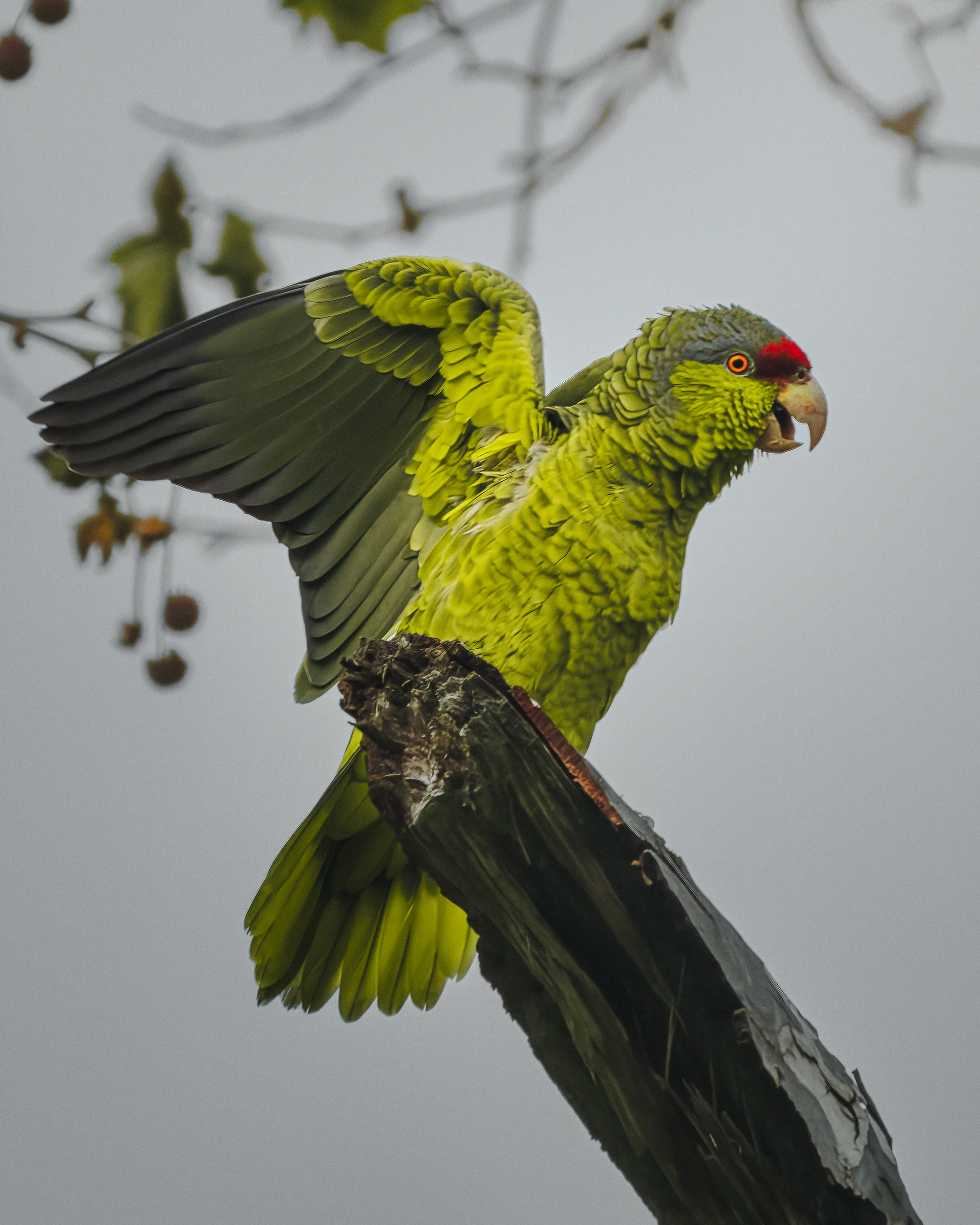 Lilac-crowned Parrot | Amazona finschi
