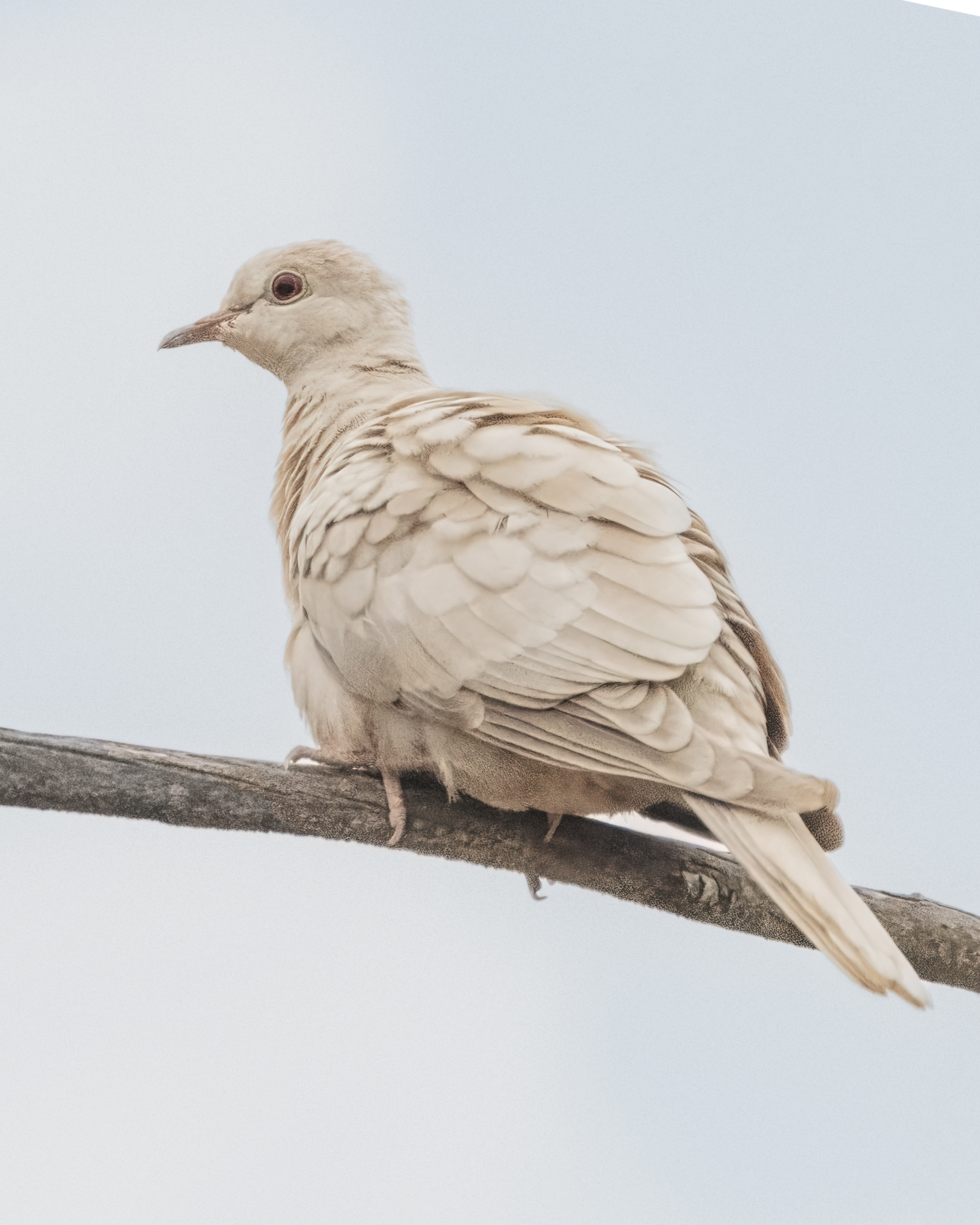 Eurasian Collard Dove (leucistic) |  Streptopelia decaocto