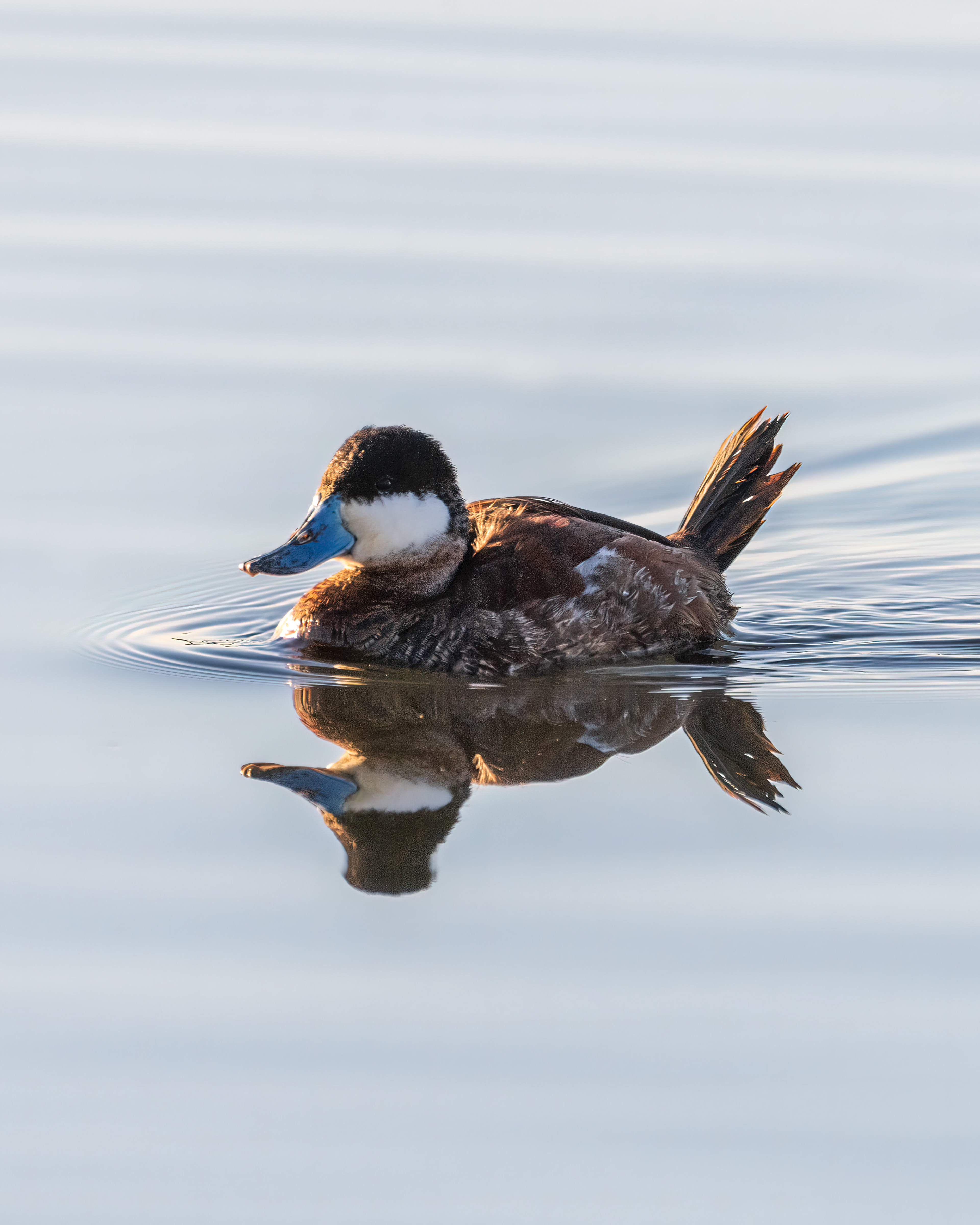 Ruddy Duck | Oxyura jamaicensis
