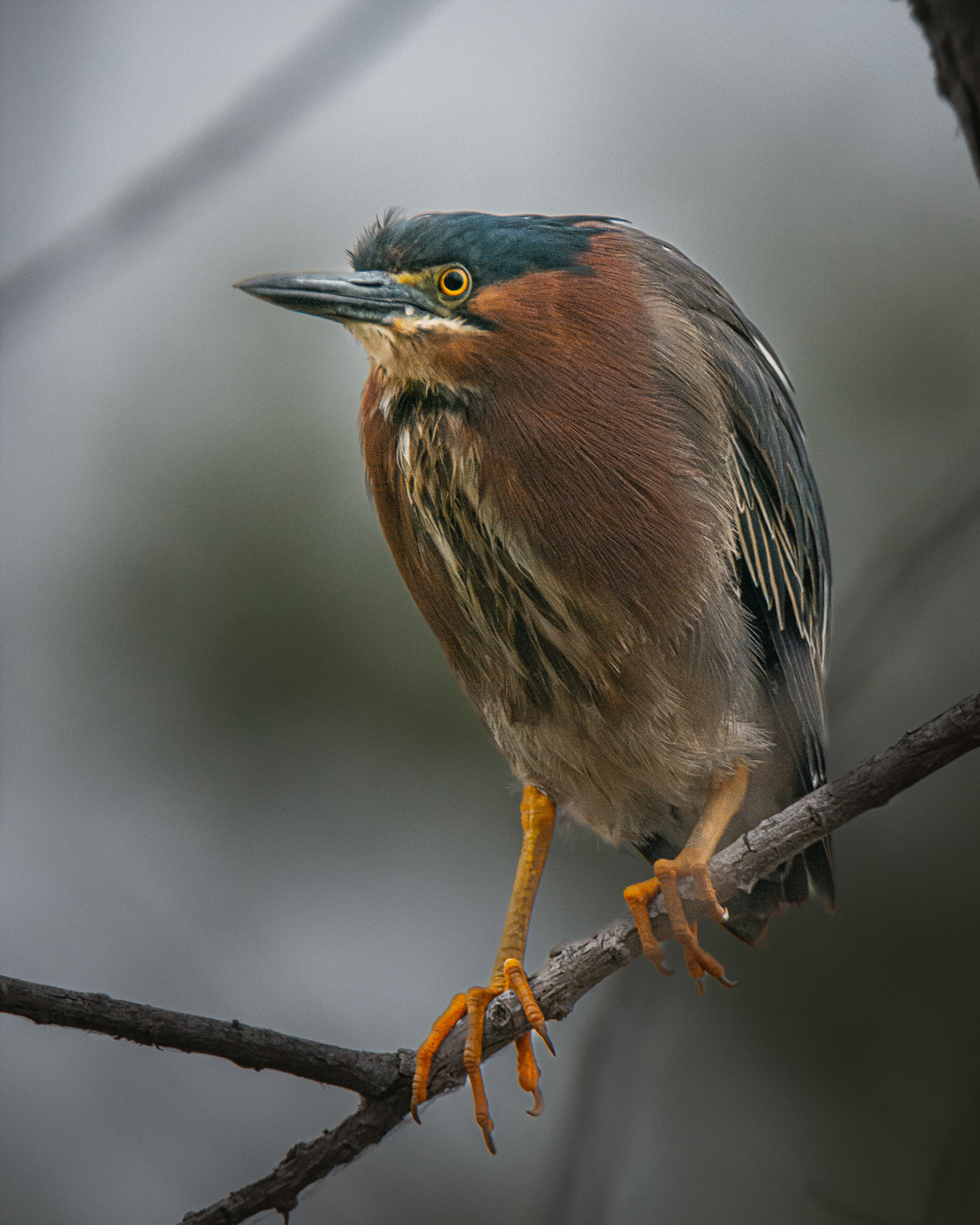 Green Heron | Butorides virescens