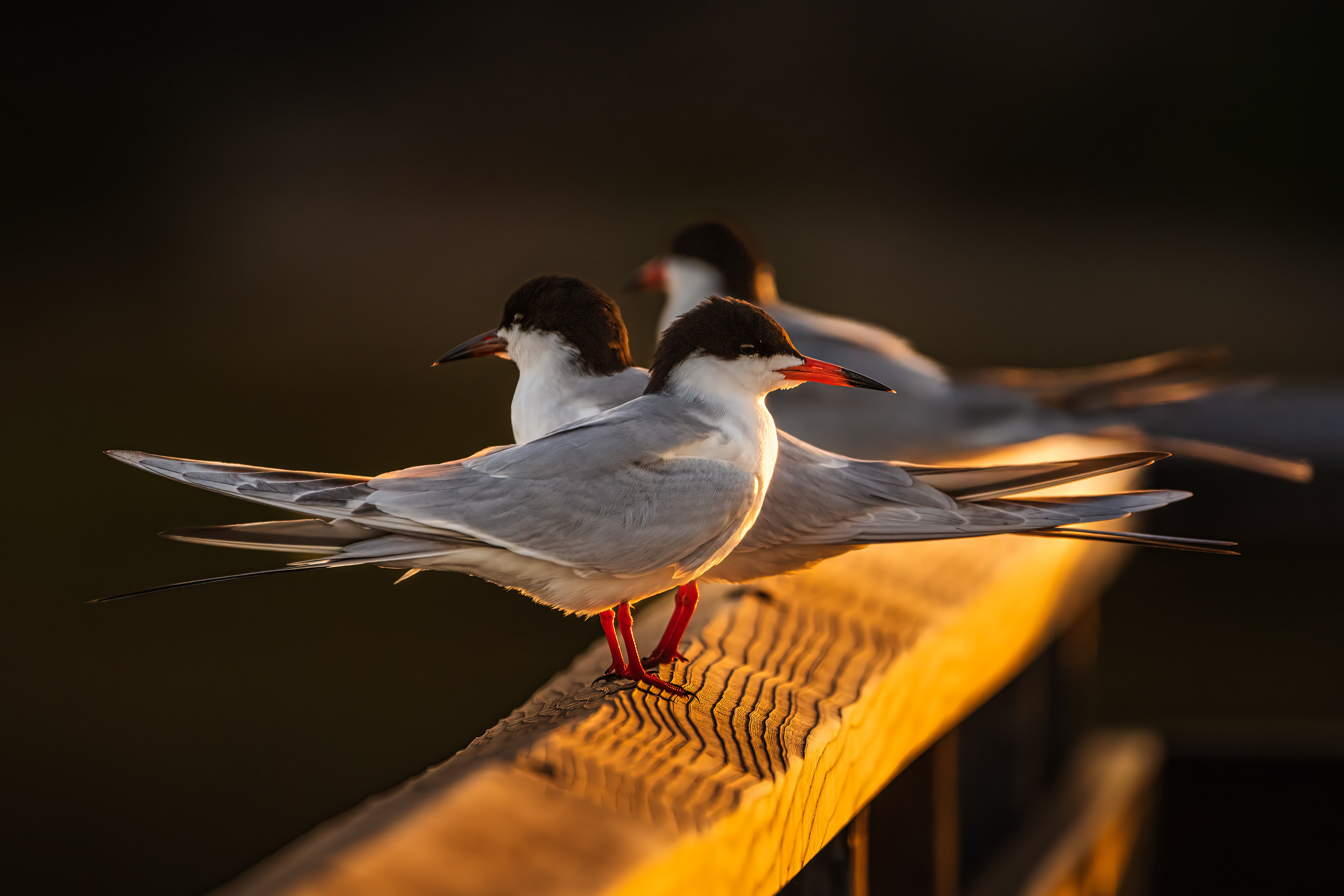 Forster's Tern | Sterna forsteri