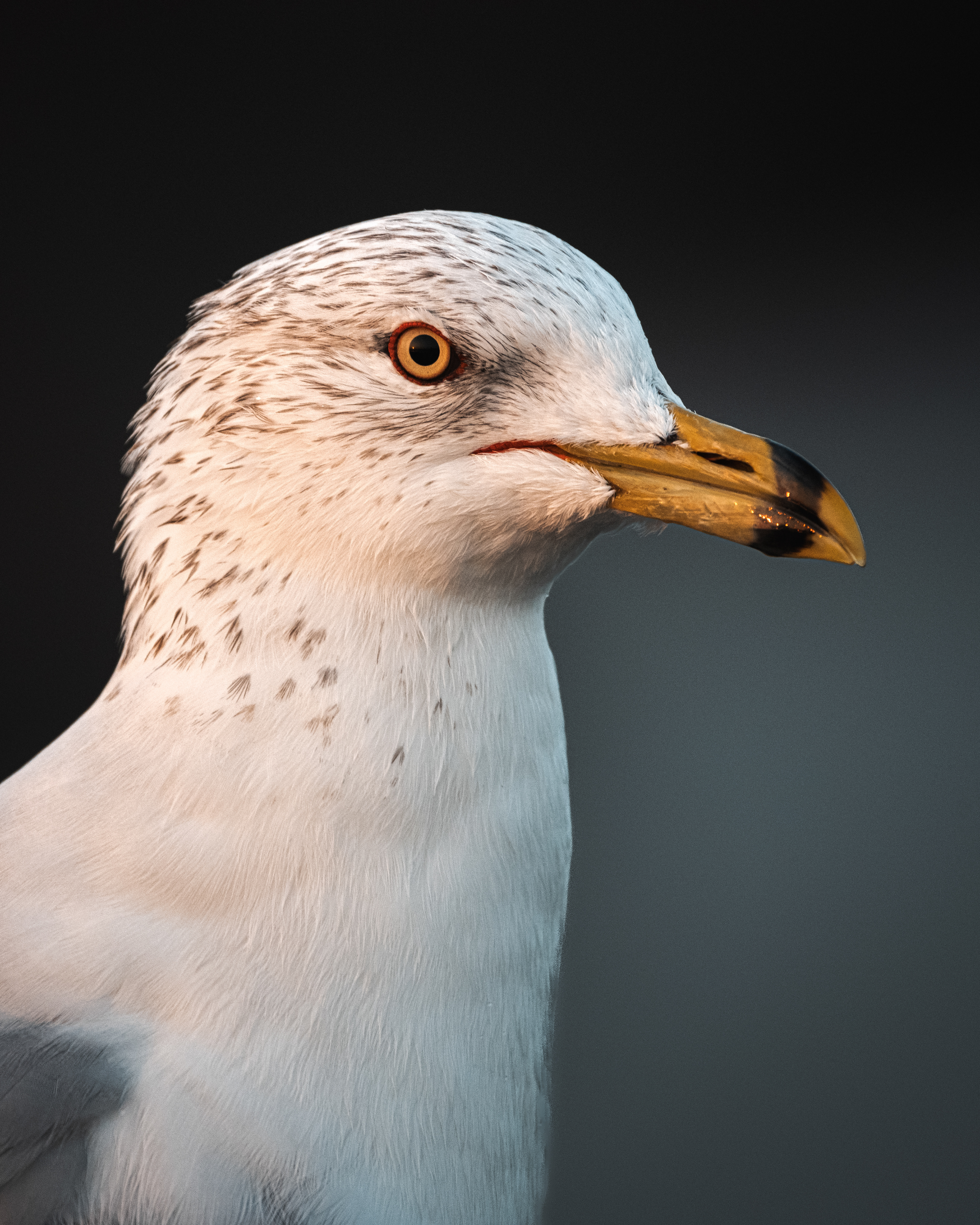 Ring-billed Gull | Larus delawarensis