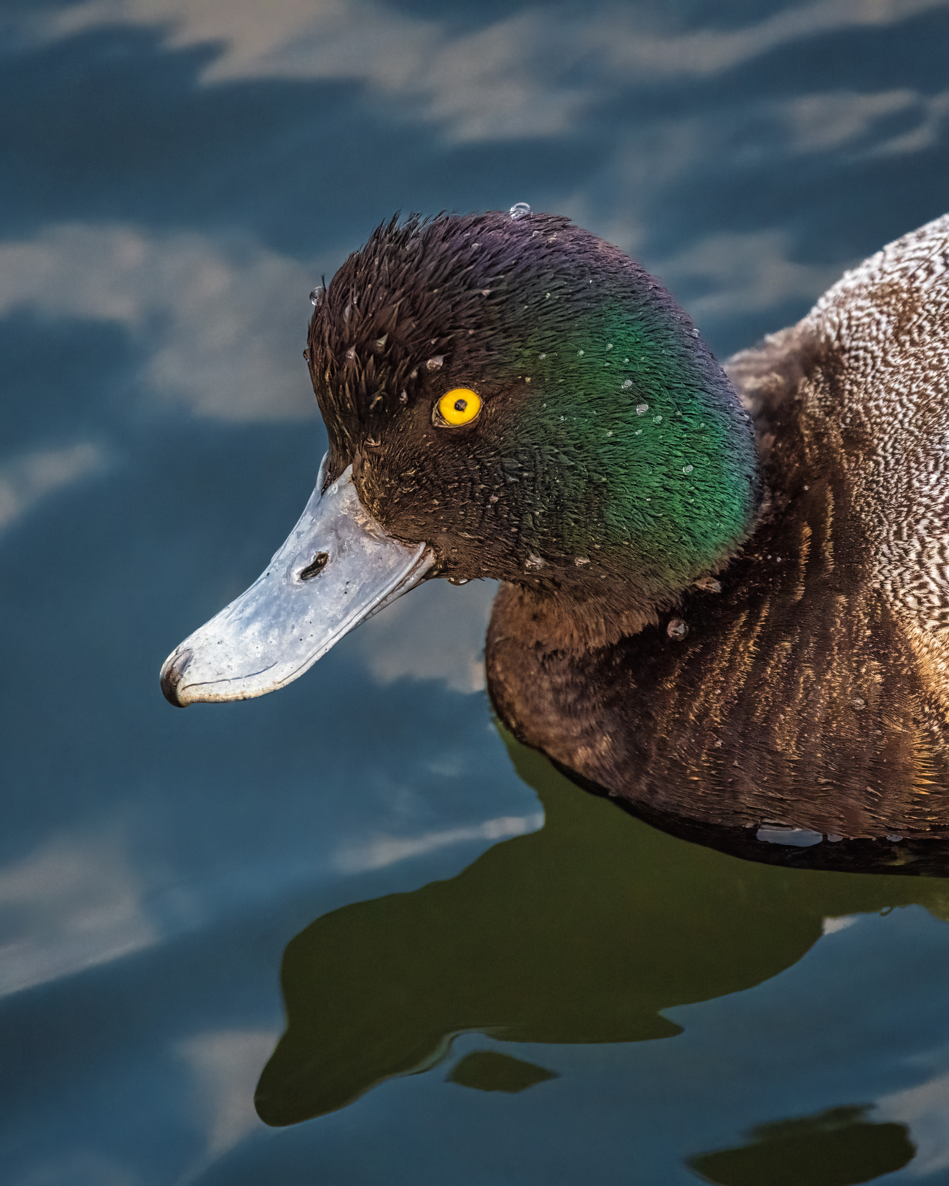 Greater Scaup | Aythya marila