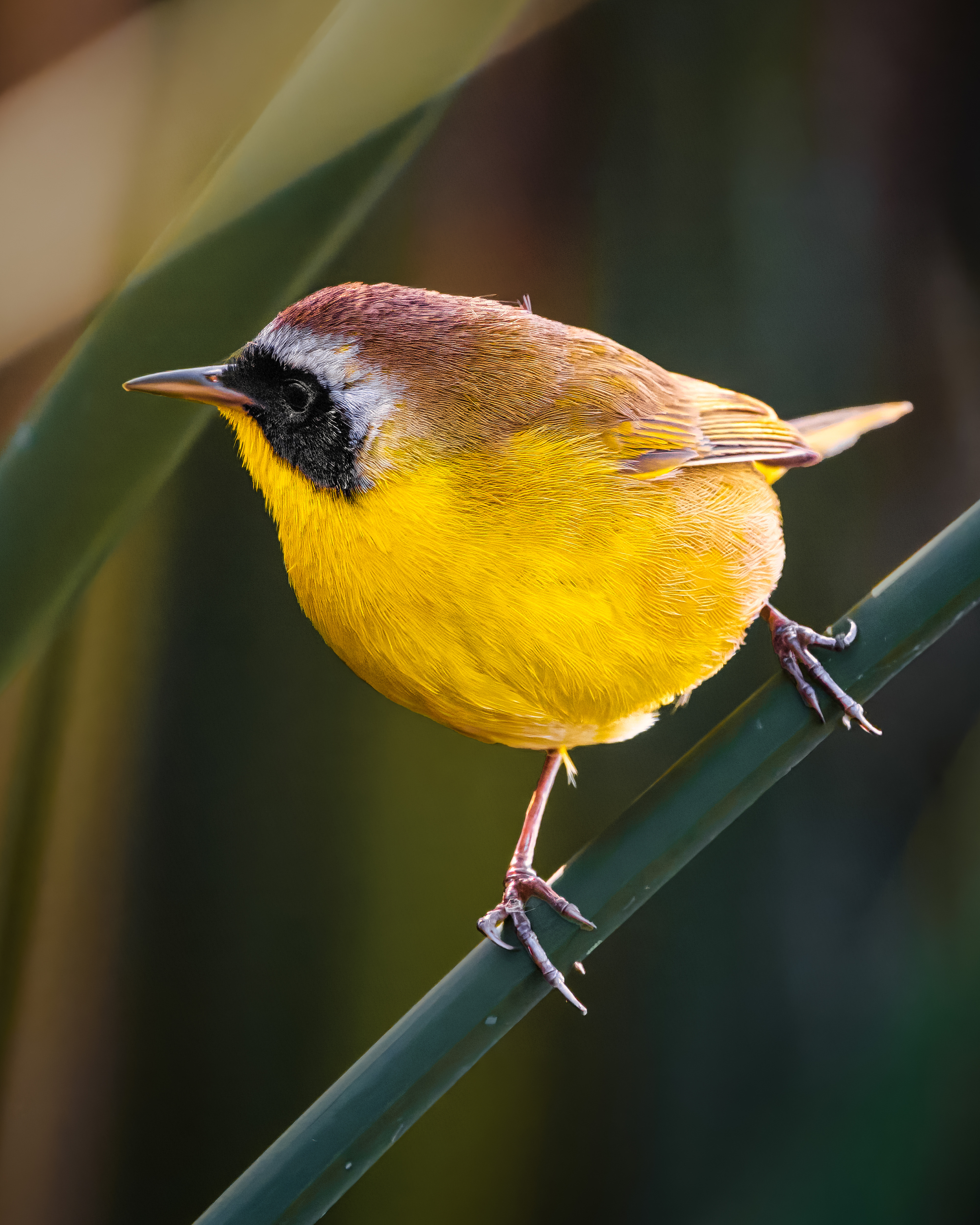 Common Yellowthroat | Geothlypis trichas