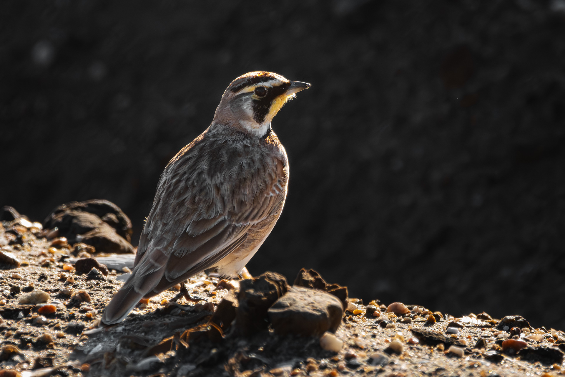 Horned Lark | Eremophila alpestris