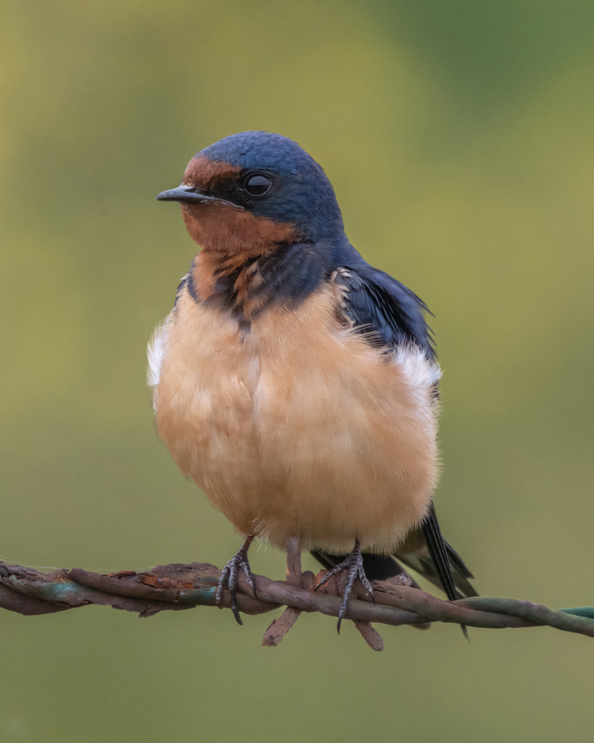 American Barnswallow | Hirundo rustica erythrogaster