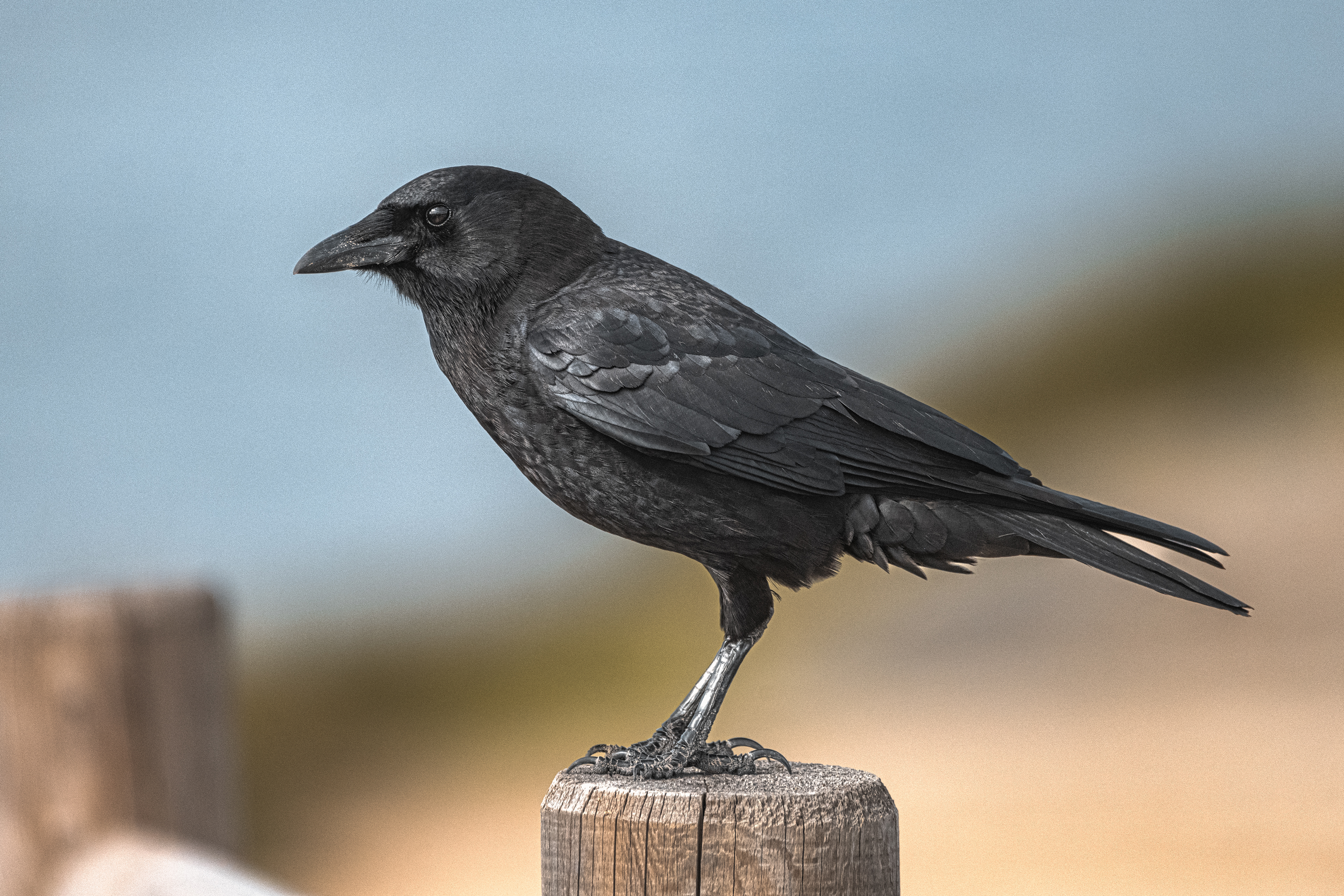 American Crow | Corvus brachyrhynchos