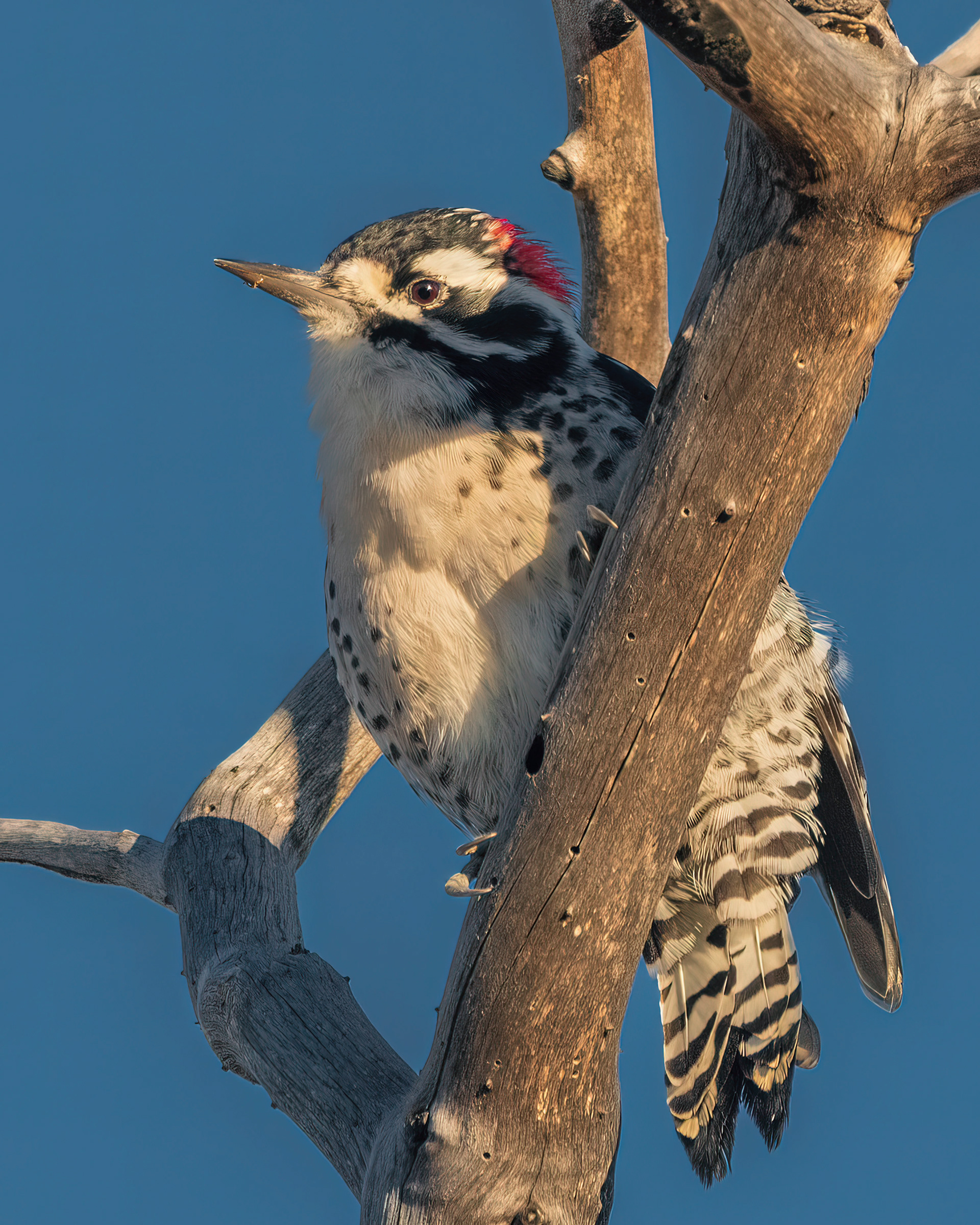 Nuttall's Woodpecker | Dryobates nuttallii