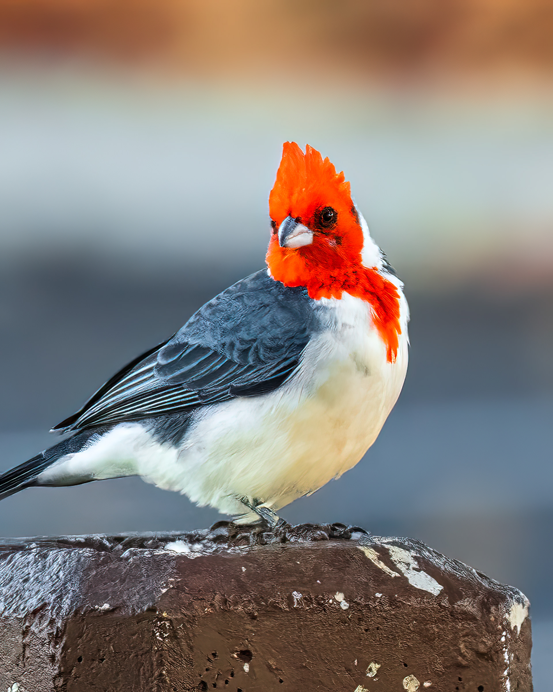 Red-crested Cardinal | Paroaria coronata