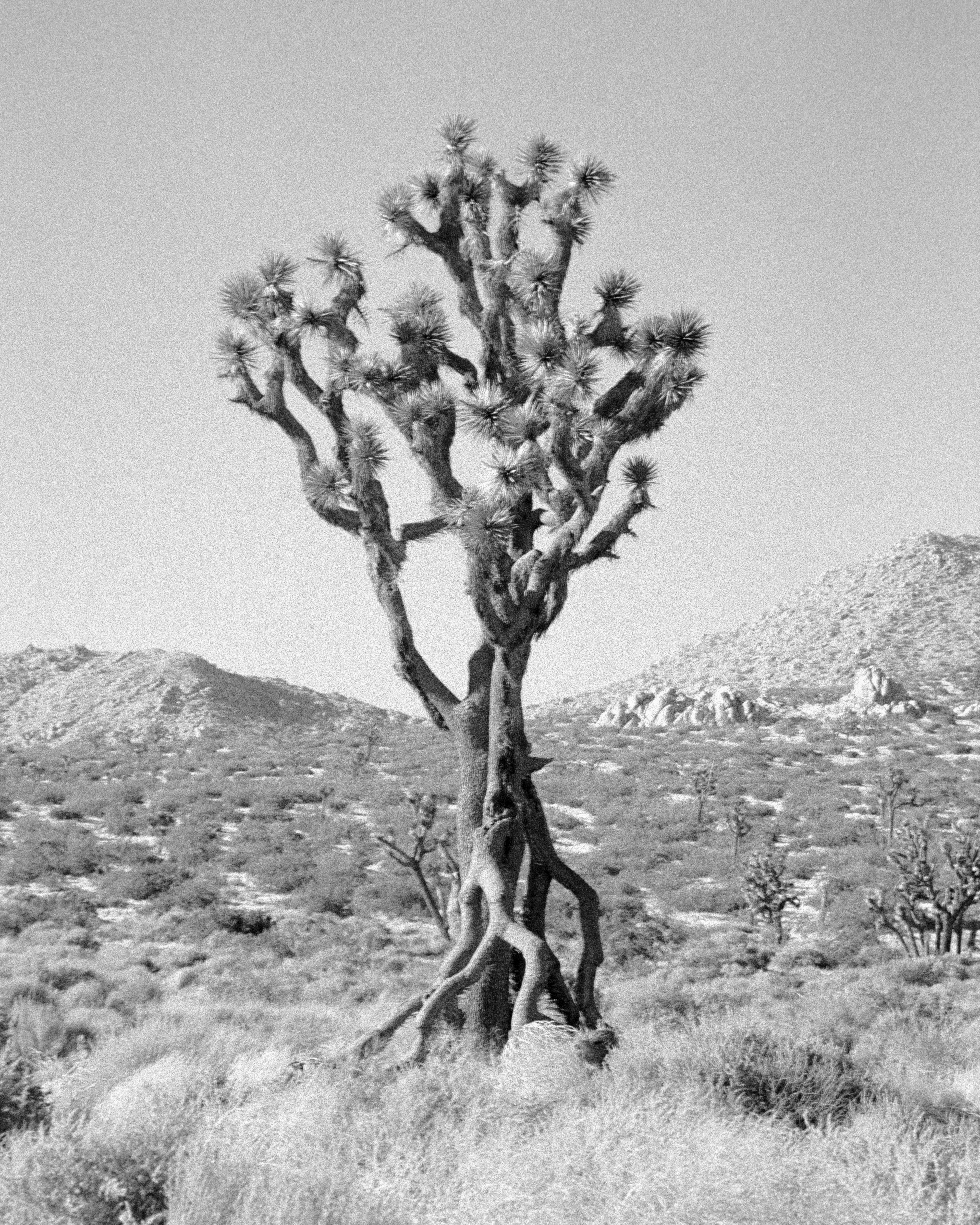 Lake Los Angeles, California - Nikon FM | 105mm | F11 | 1/250 | Ilford HP5