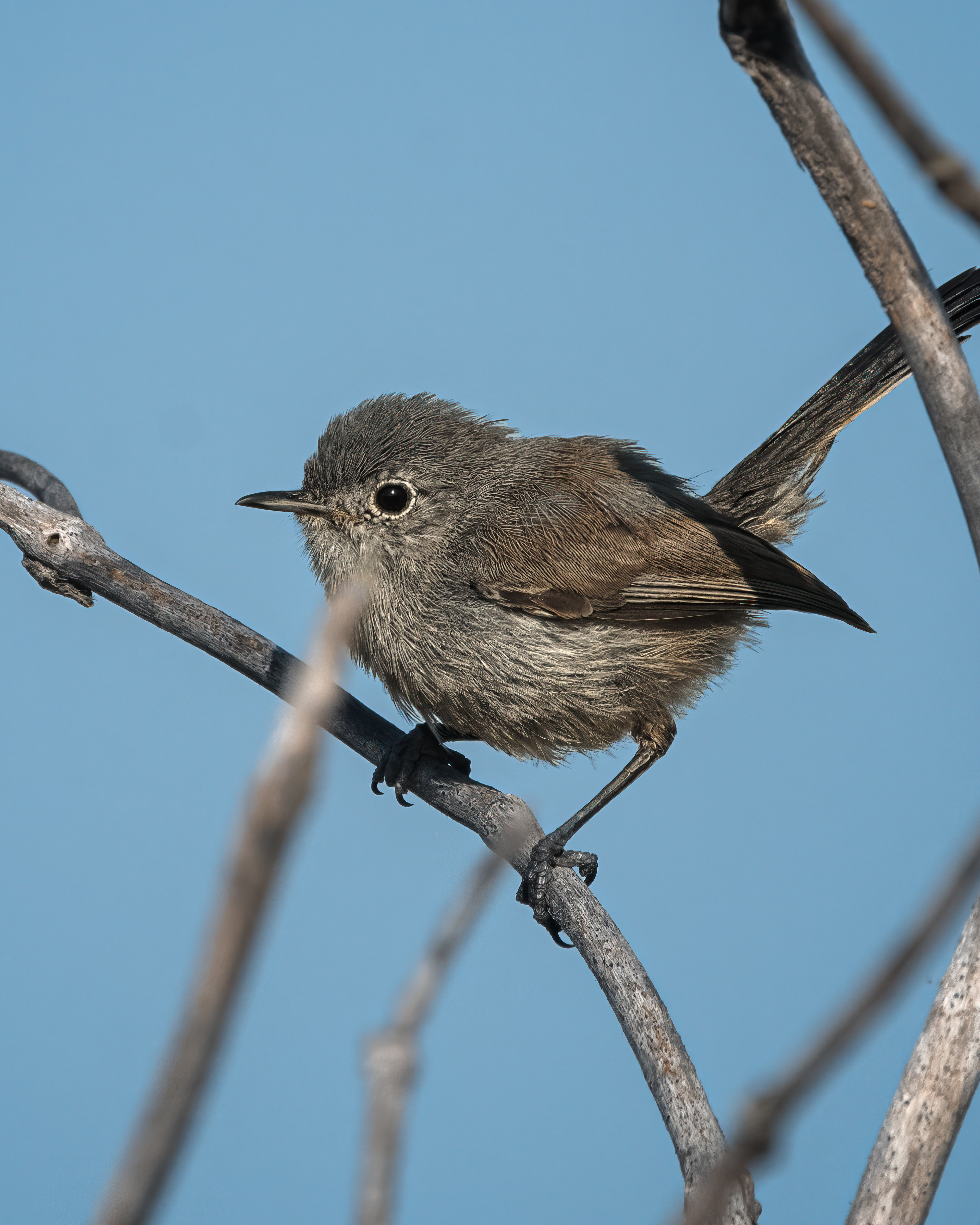 California Gnatcatcher | Polioptila californica