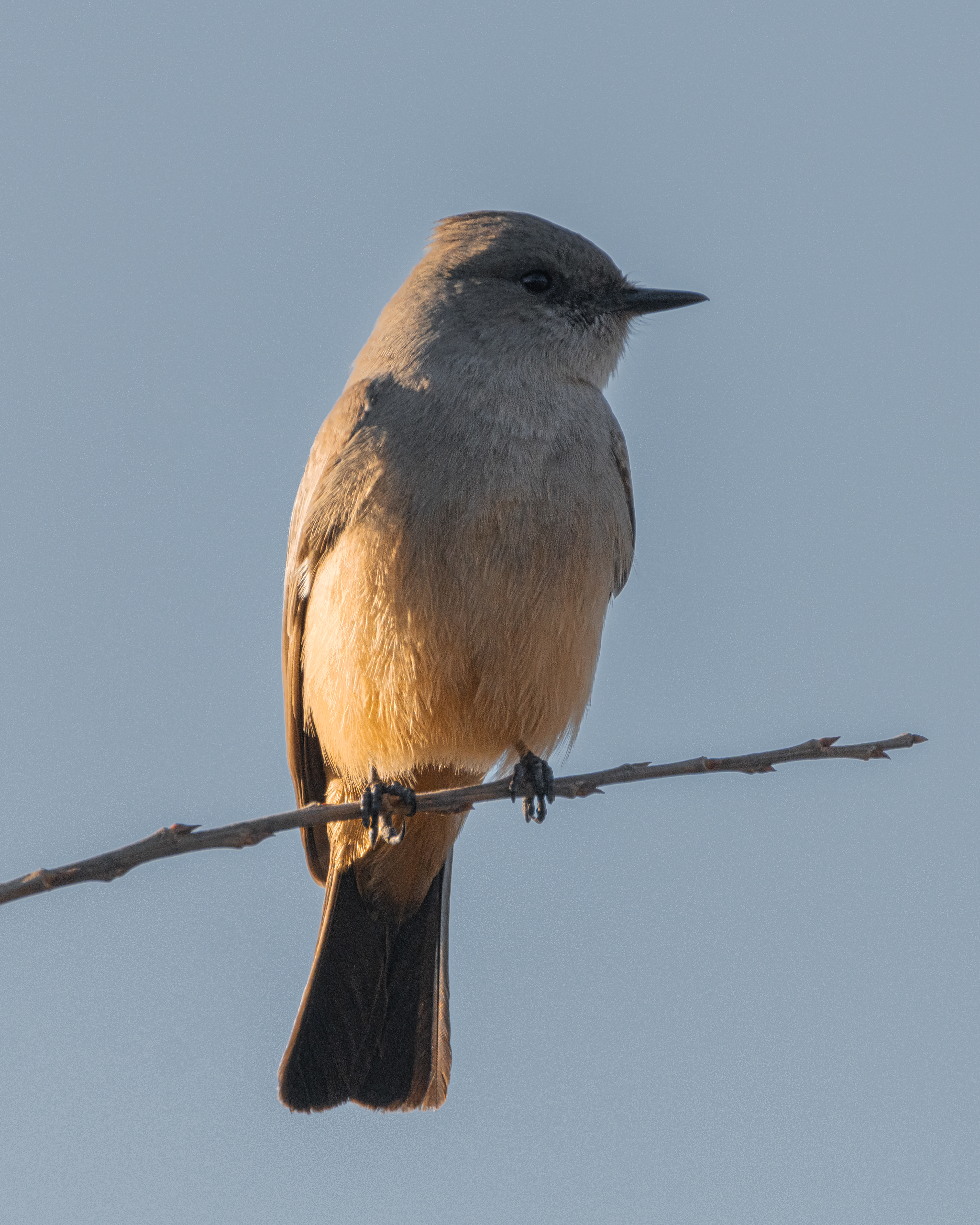 Say's Phoebe | Sayornis saya