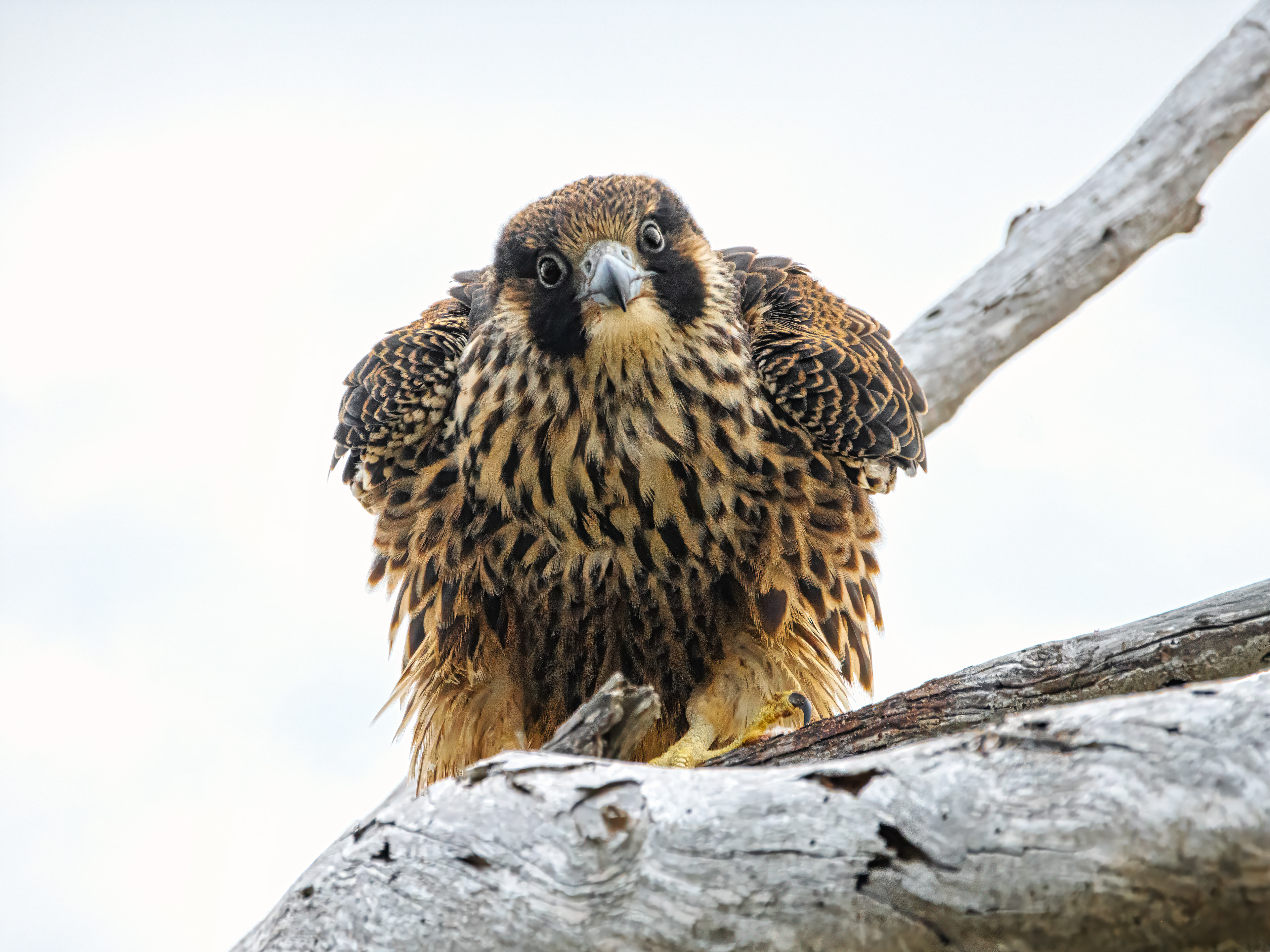 "Peregrine Stare-Down" Bolsa Chica Conservancy Calendar May 2024