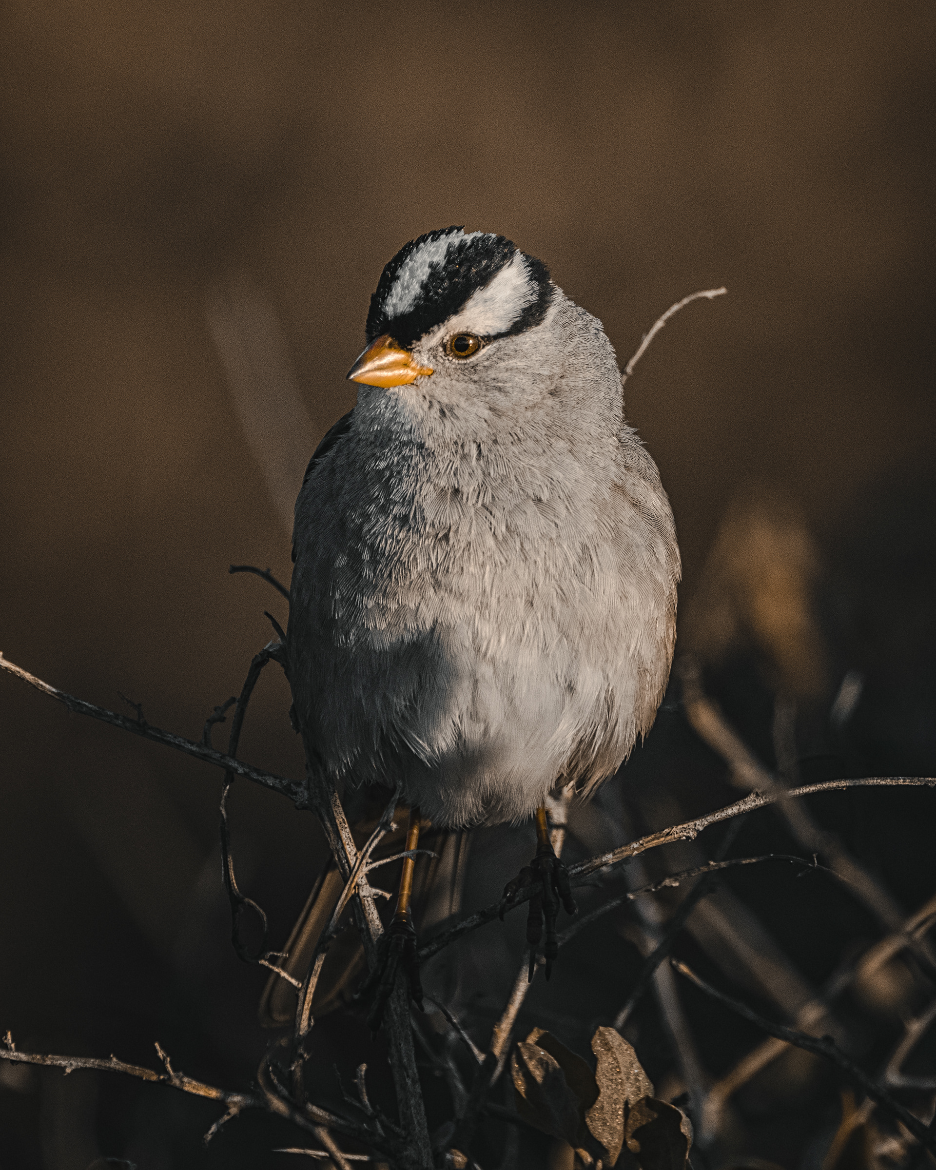 White-crowned Sparrow | Zonotrichia leucophrys