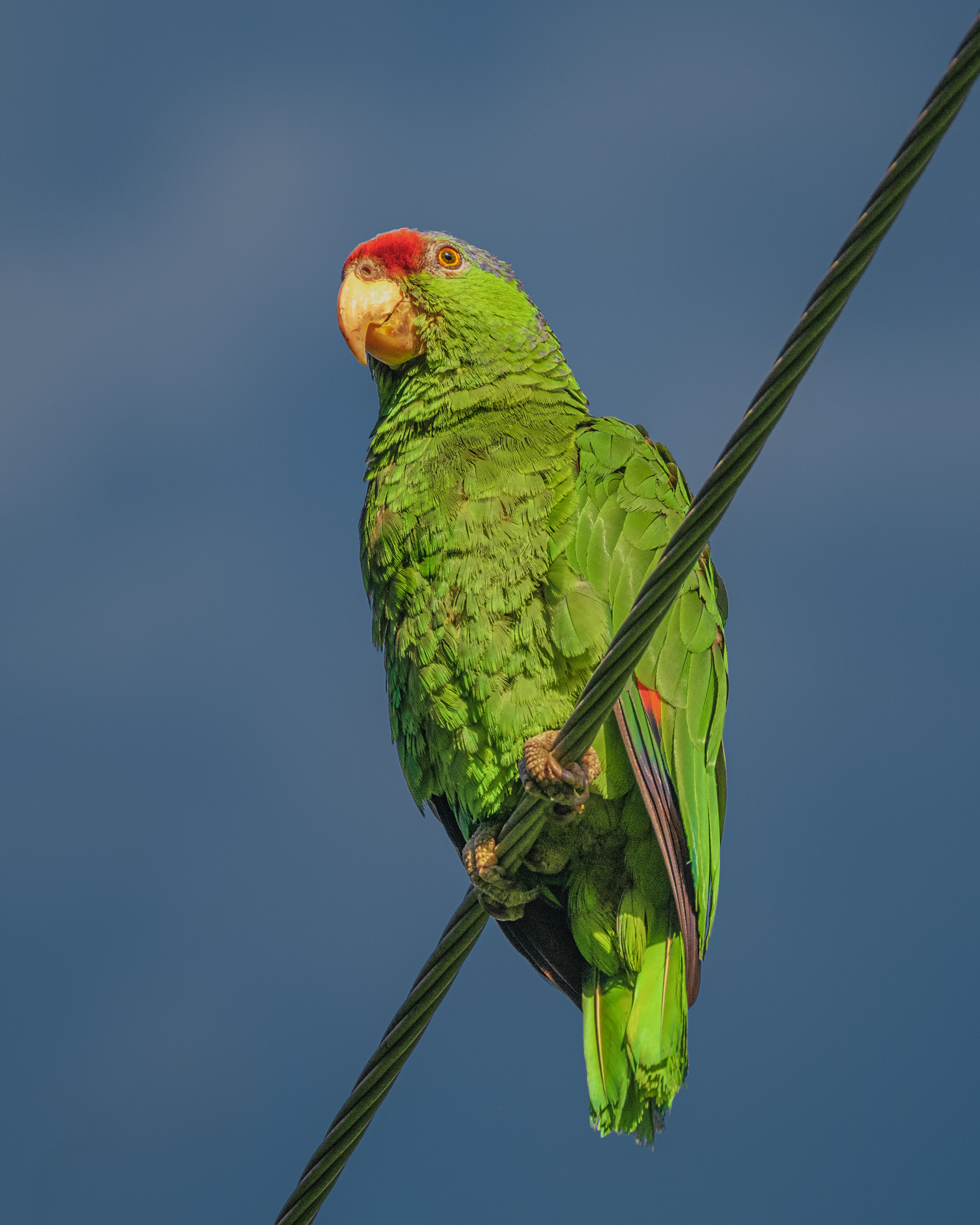 Lilac-crowned x Red-crowned Parrot | Amazona finschi x viridigenalis