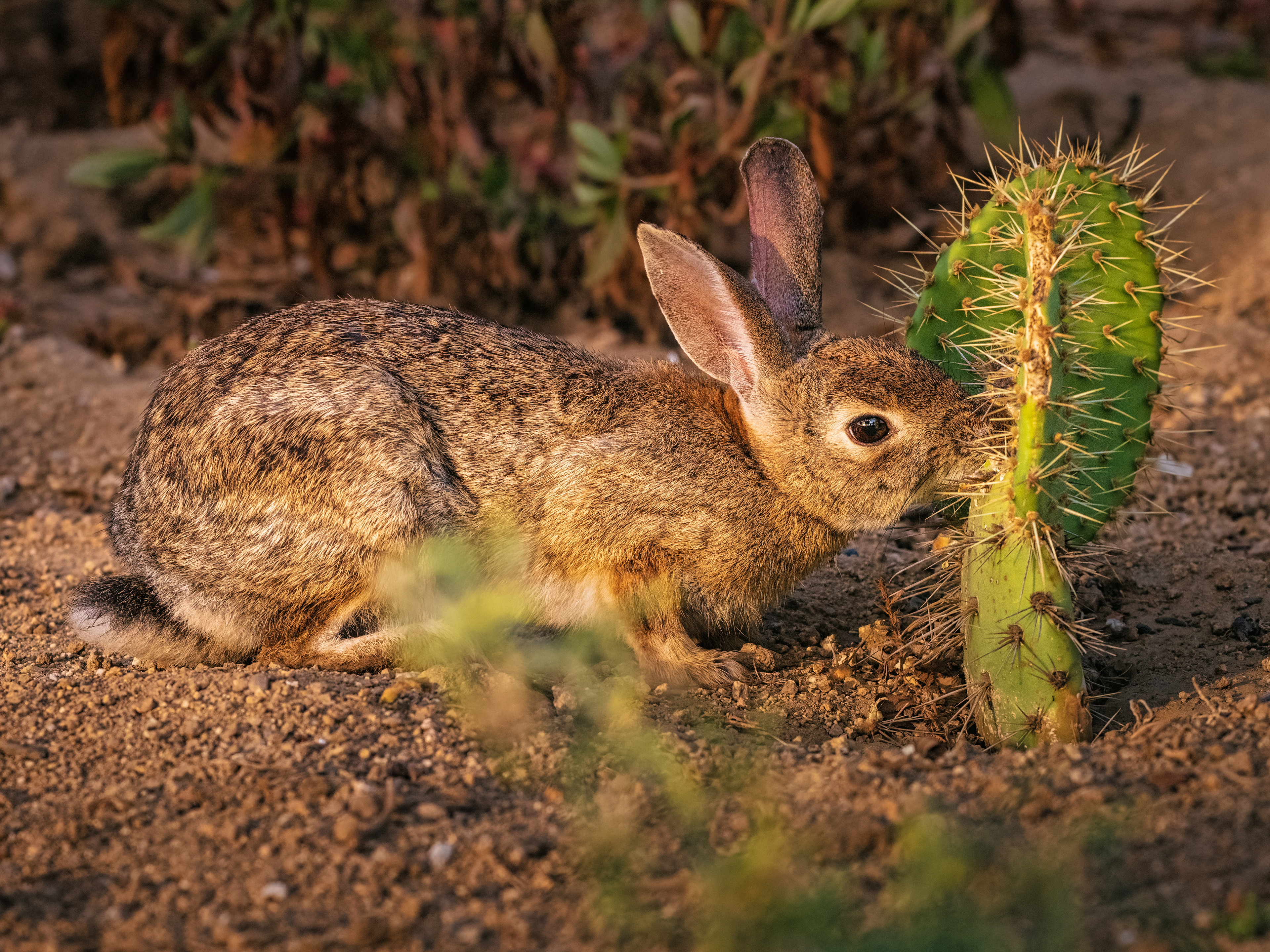 "Bunny and Cactus" Bolsa Chica Conservancy Calendar Cover 2022