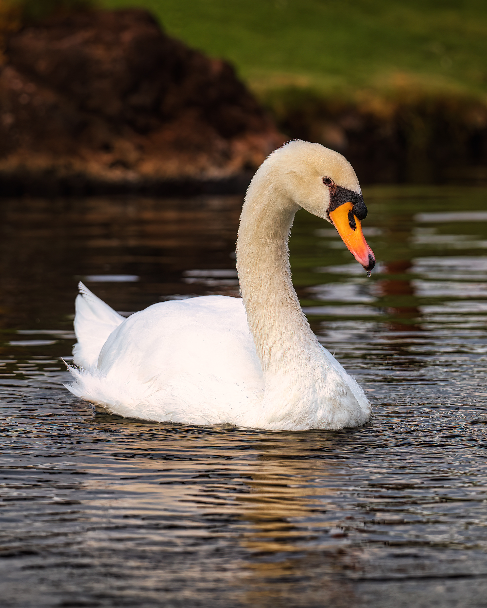 Mute Swan | Cygnus olor