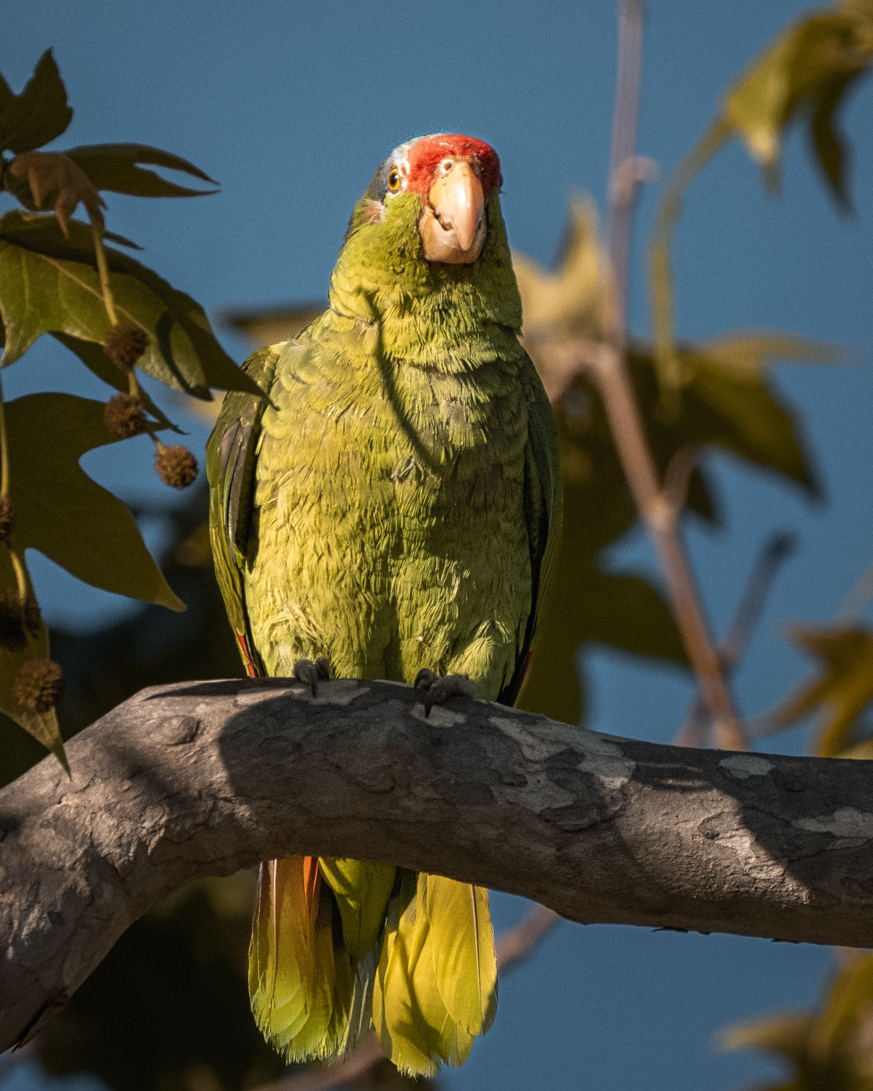 Red-crowned Parrot | Amazona viridigenalis