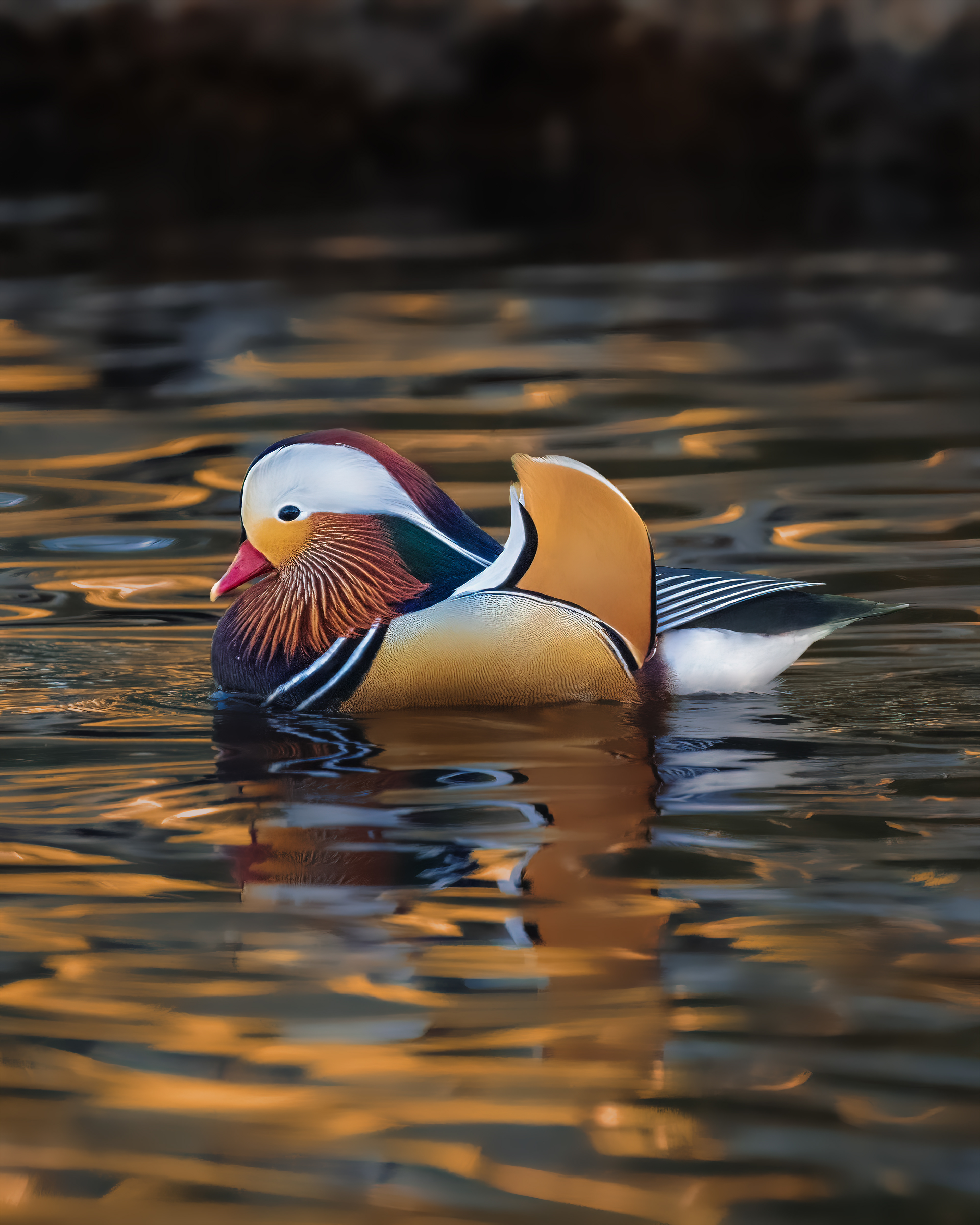 Mandarin Duck | Aix galericulata