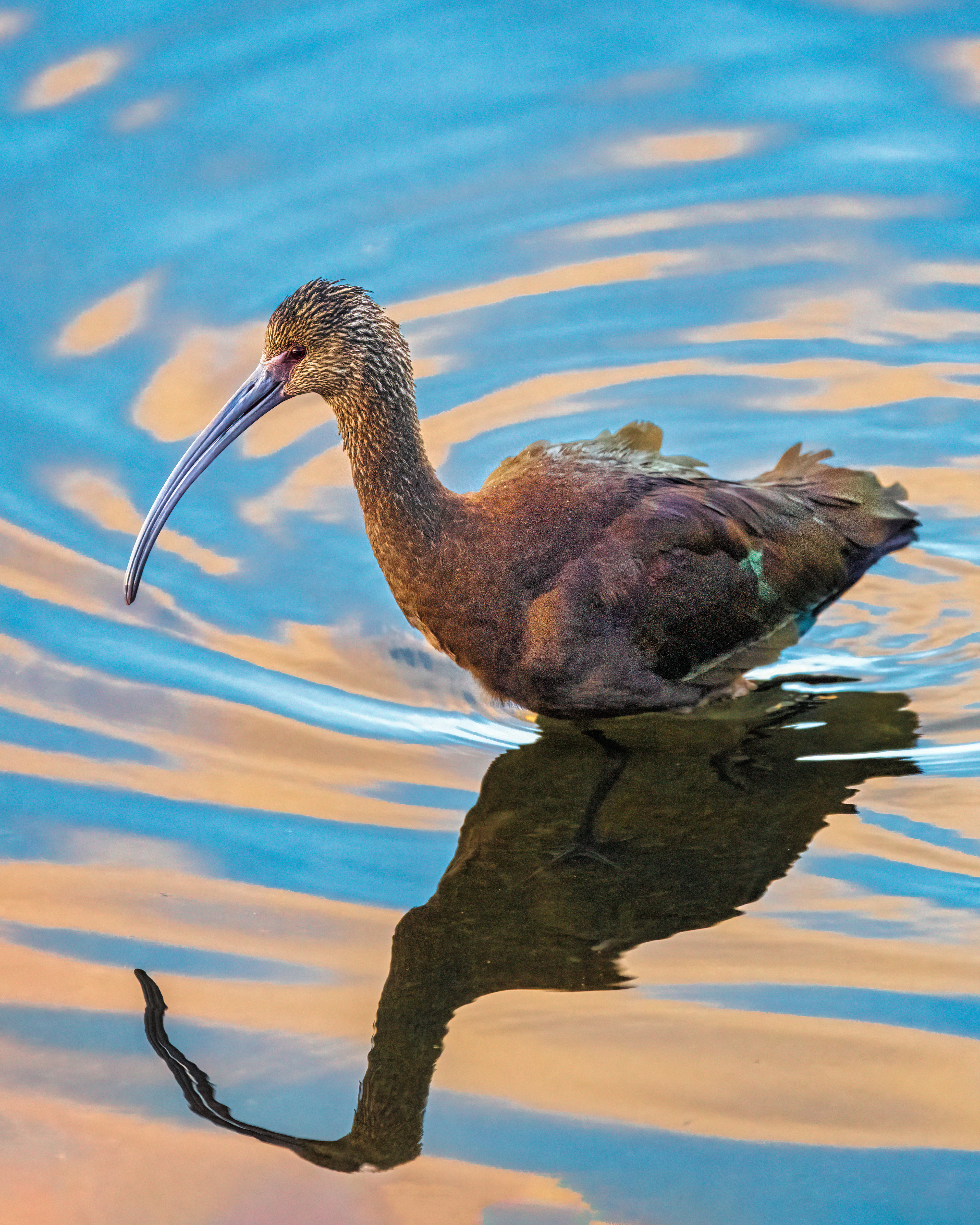 White-faced Ibis | Plegadis chihi