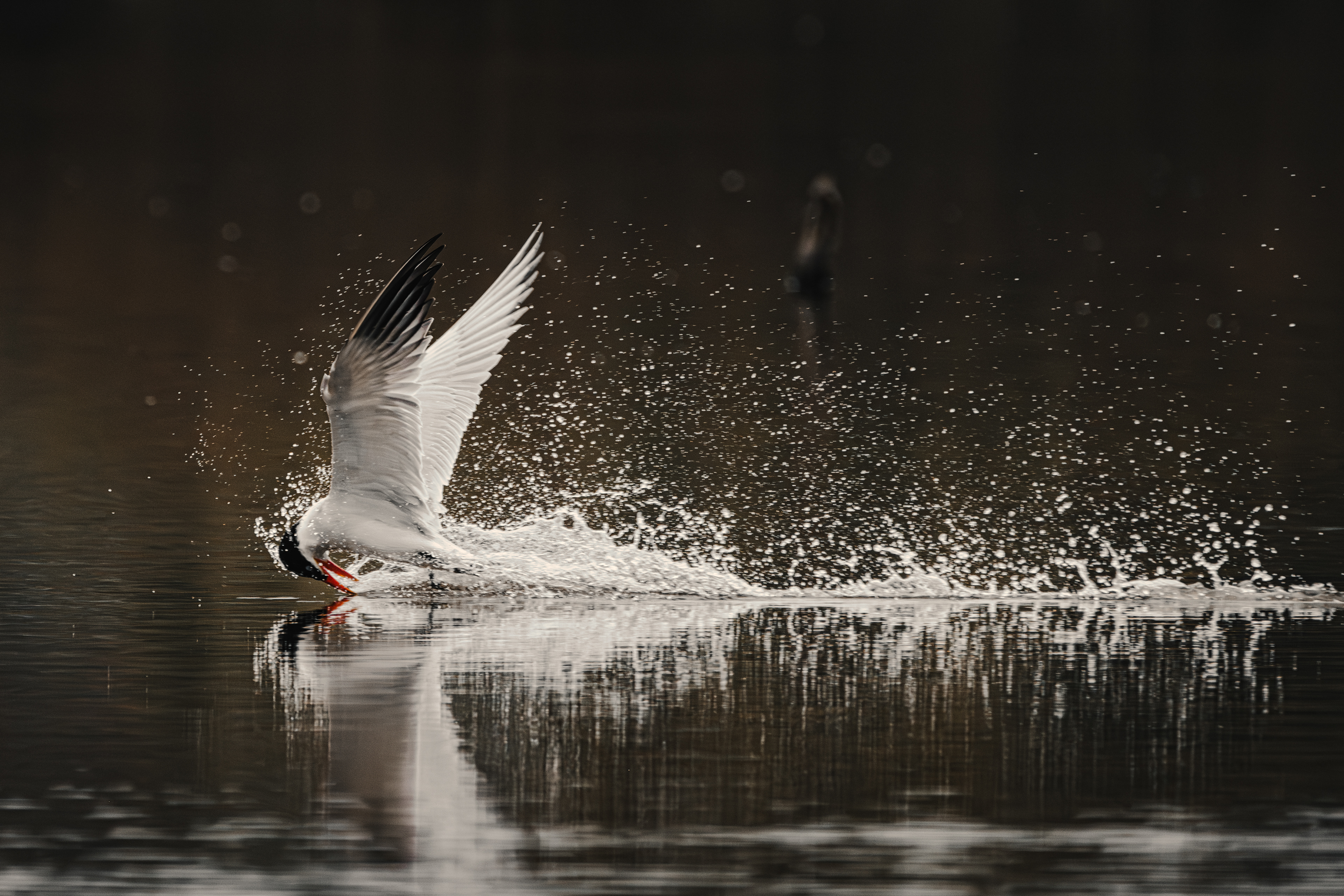 Black Skimmer | Rynchops niger
