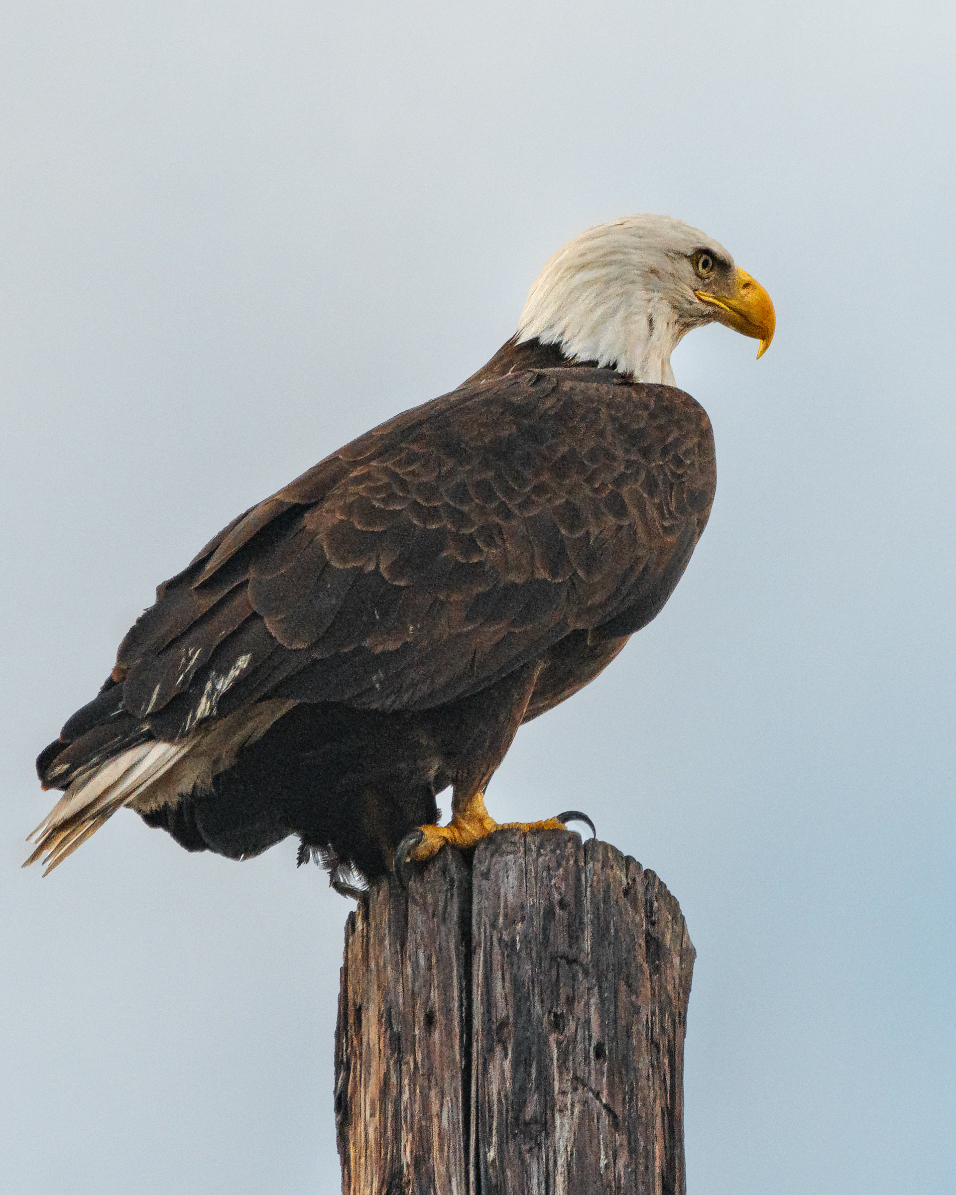 Bald Eagle | Haliaeetus leucocephalus