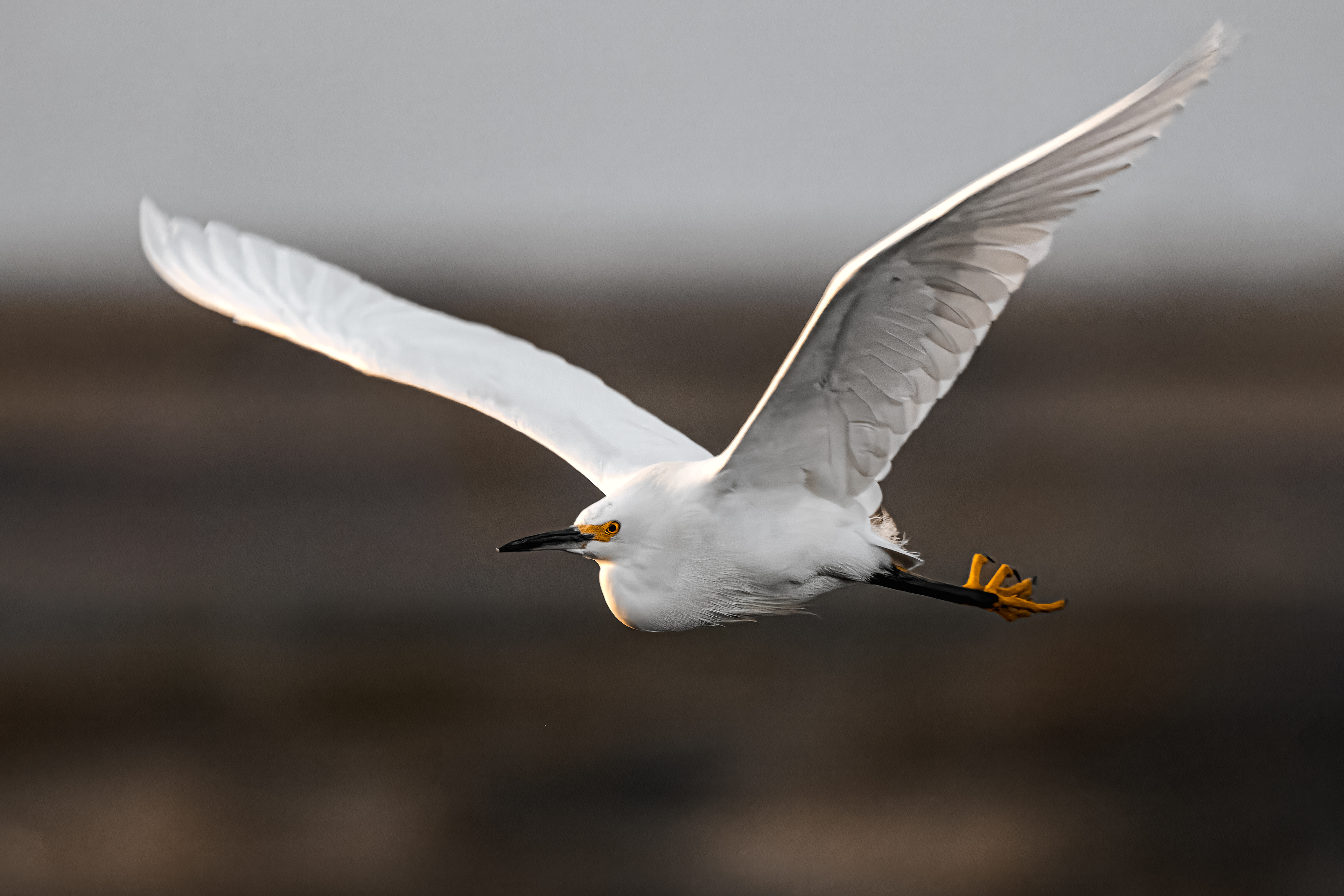 Snowy Egret | Egretta thula