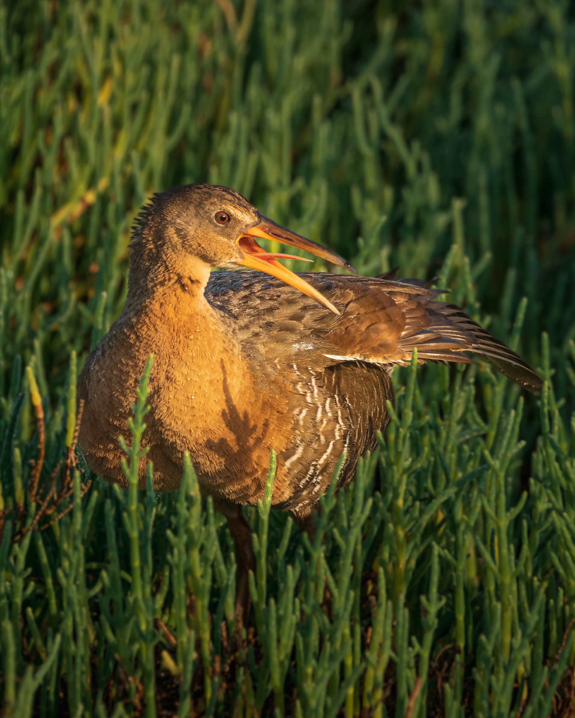 Ridgway's Rail | Rallus obsoletus